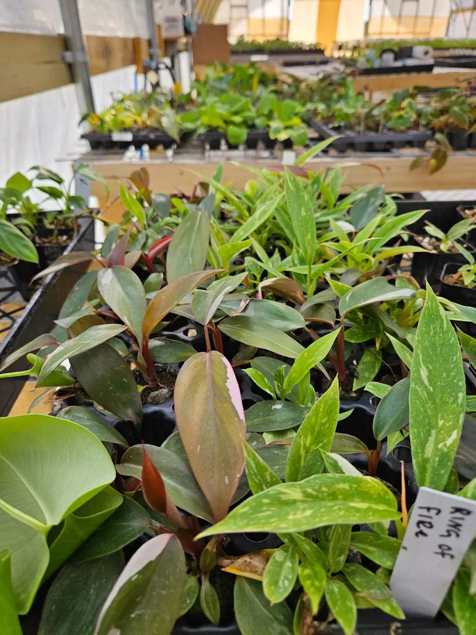 Low Variegated Pink Princess plug thumbnail