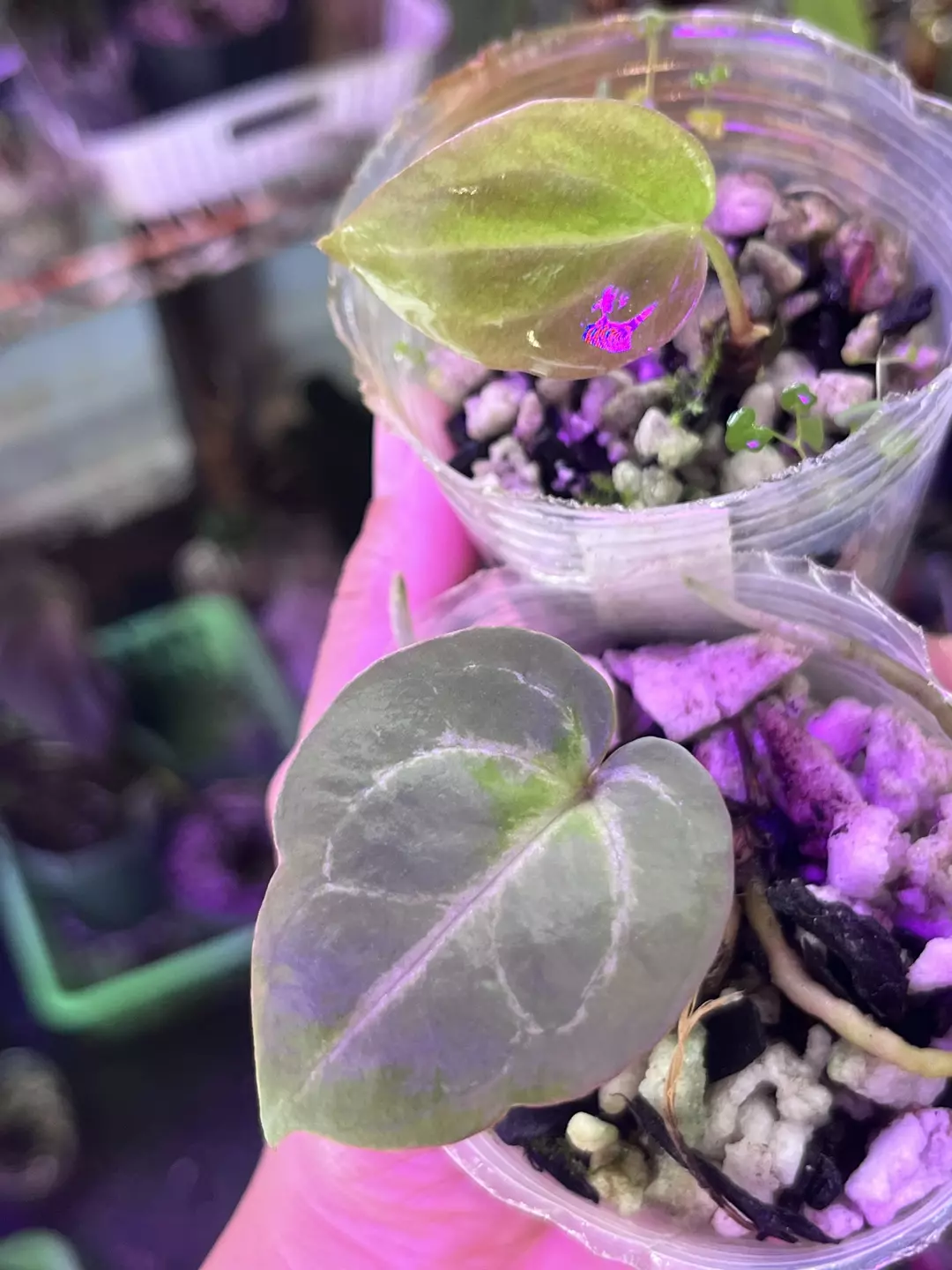 Anthurium bundle division: Antolakii x AOS and Tim Anderson Memoriam thumbnail