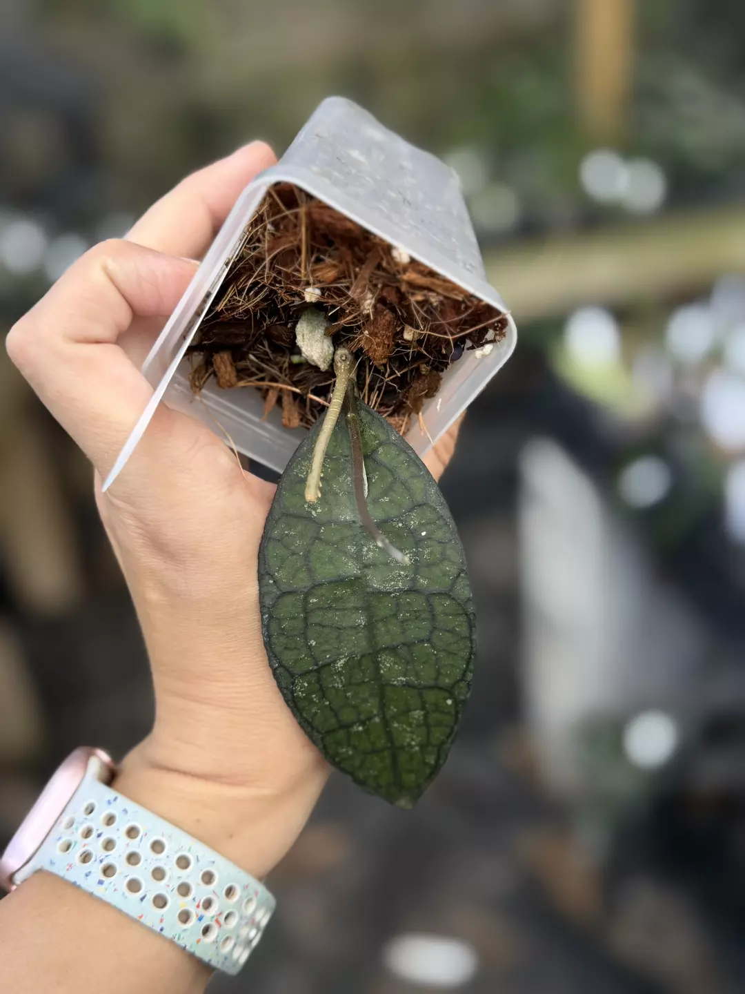 Hoya clemensorium dragon back thumbnail