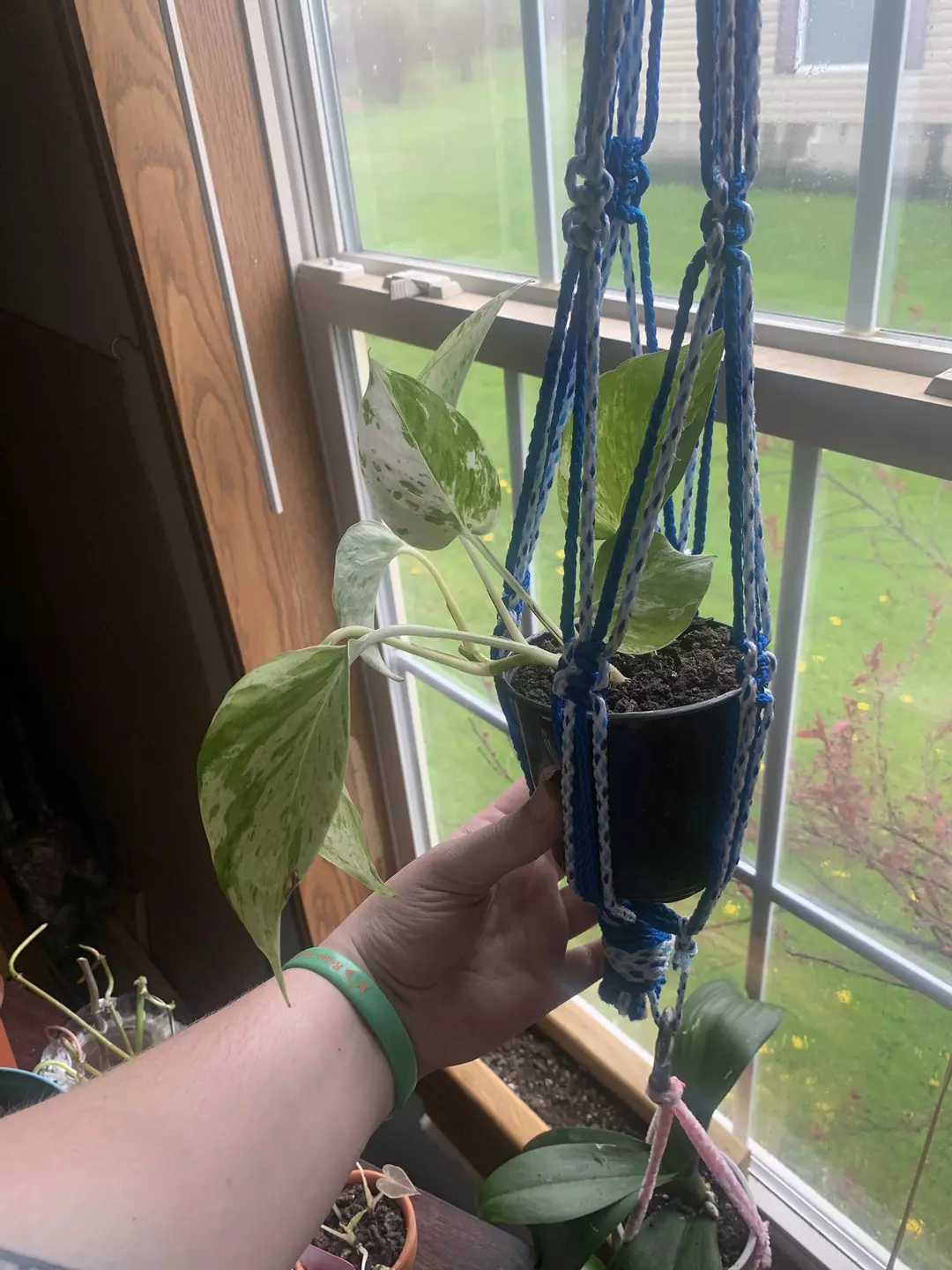 Marble/snow queen Pothos mother thumbnail