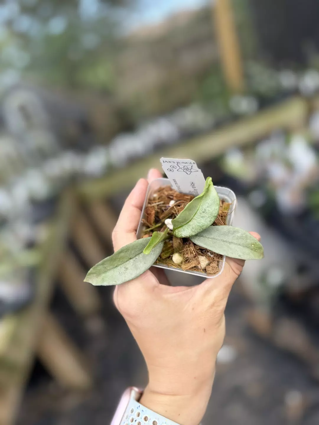 Hoya nova ghost thumbnail