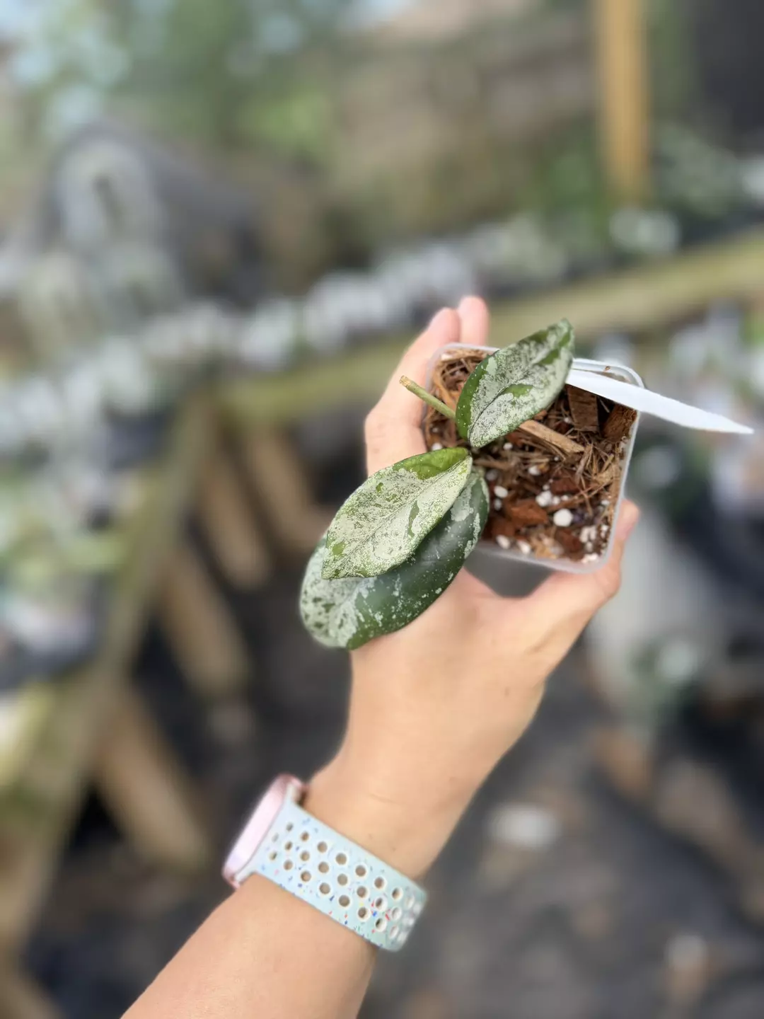 Hoya Wilbur graves thumbnail