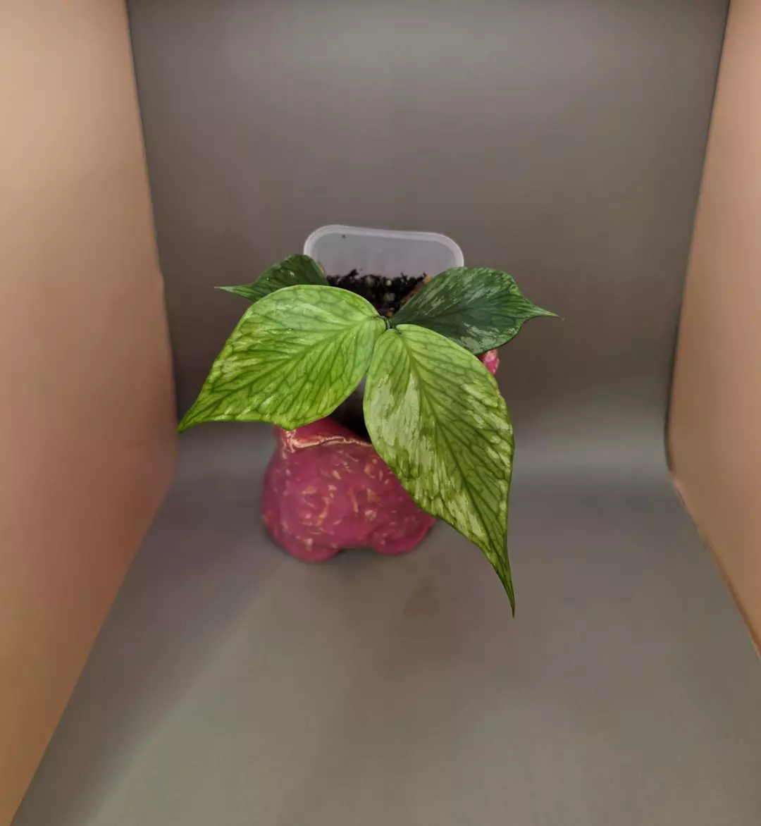 Hoya polyneura (splash) thumbnail