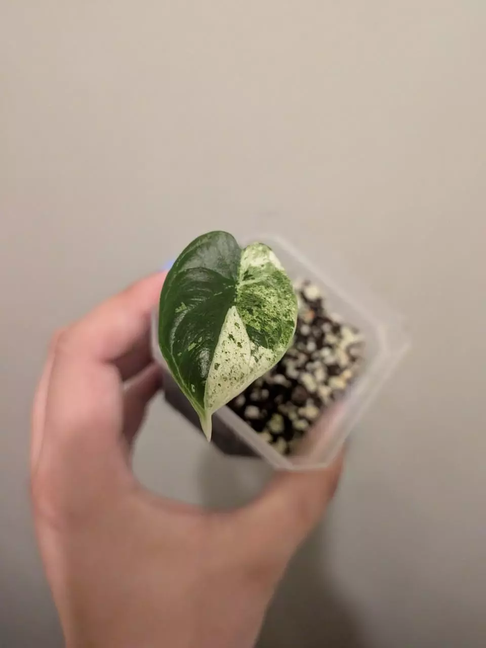 Dragon Scale Mint  thumbnail