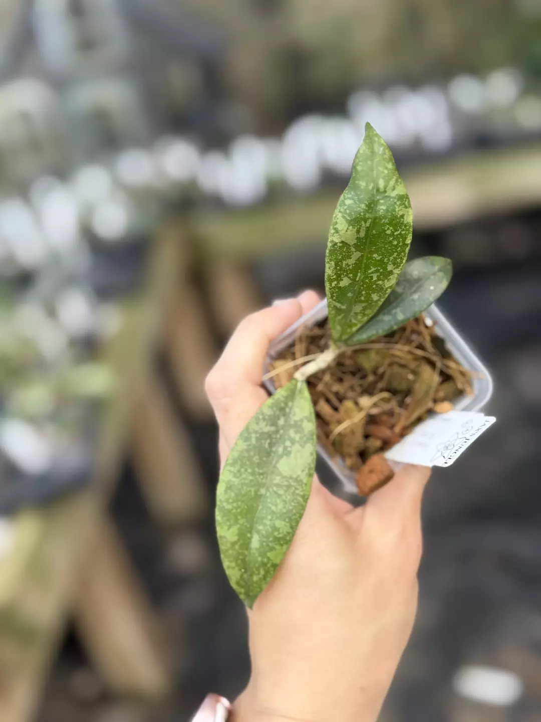 Hoya sp. Kapuas Hulu (Long Leaf Splash) thumbnail