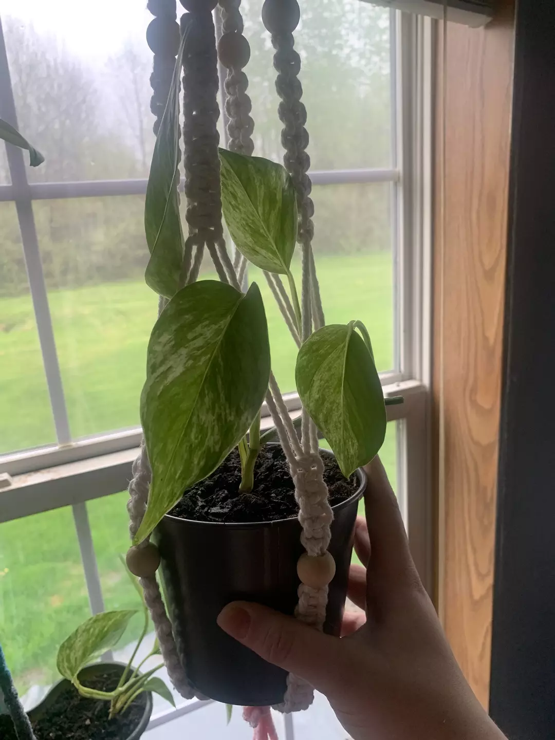 Marble queen Pothos mother thumbnail