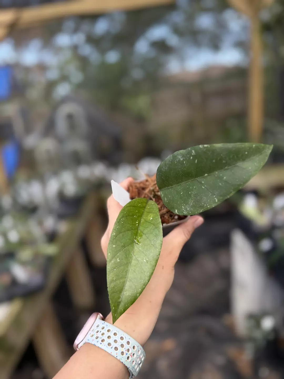 Hoya sp new aceh thumbnail