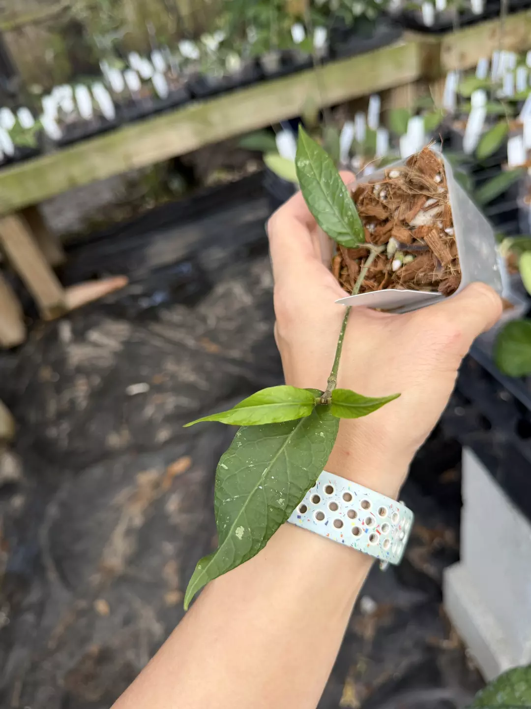 Hoya sp. Aceh NAPC019 thumbnail