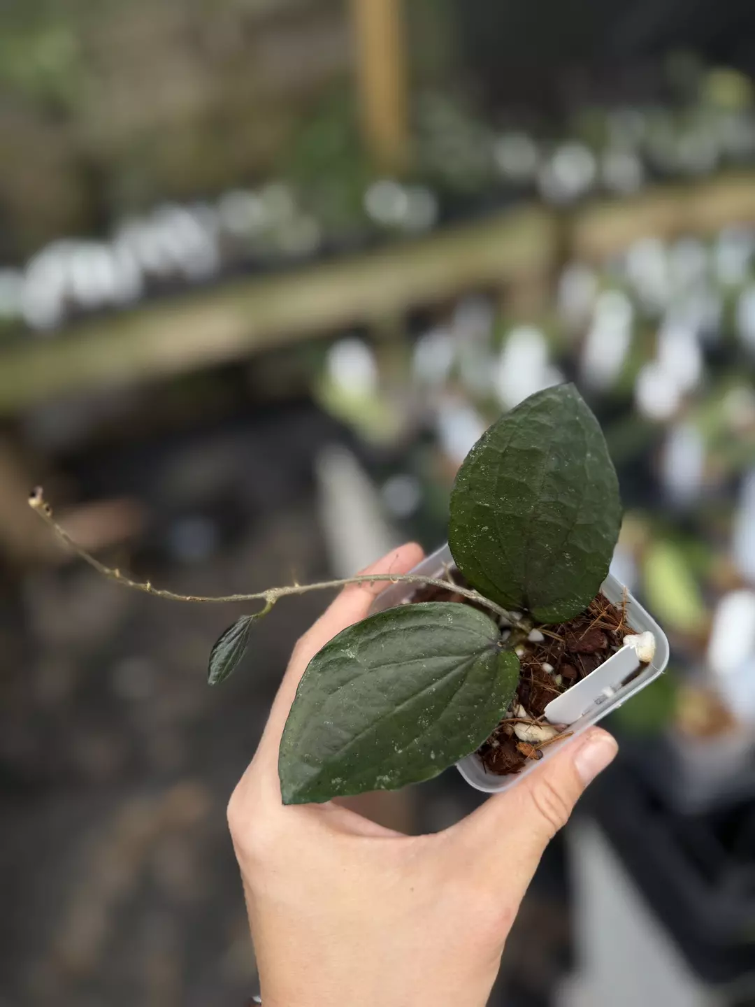 Hoya LP006 (H. erythrina x H. caudata) (Small Leaves) thumbnail