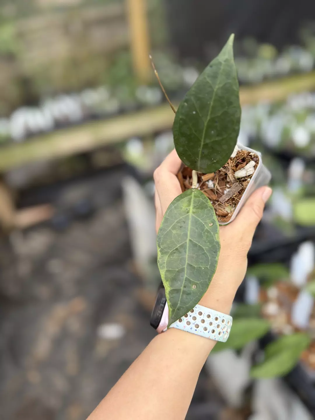 Hoya verticillata sp tanggamus outer variegated thumbnail