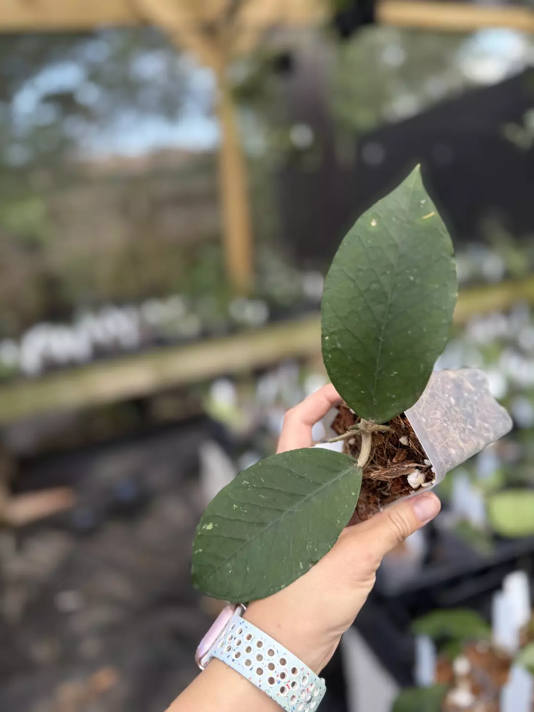 Hoya aceh noid thumbnail