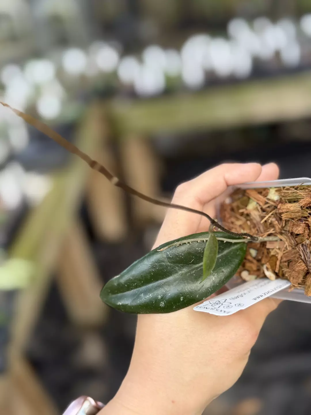 Hoya 'ngominh05' (ilagiorum x caudata sumatra) thumbnail