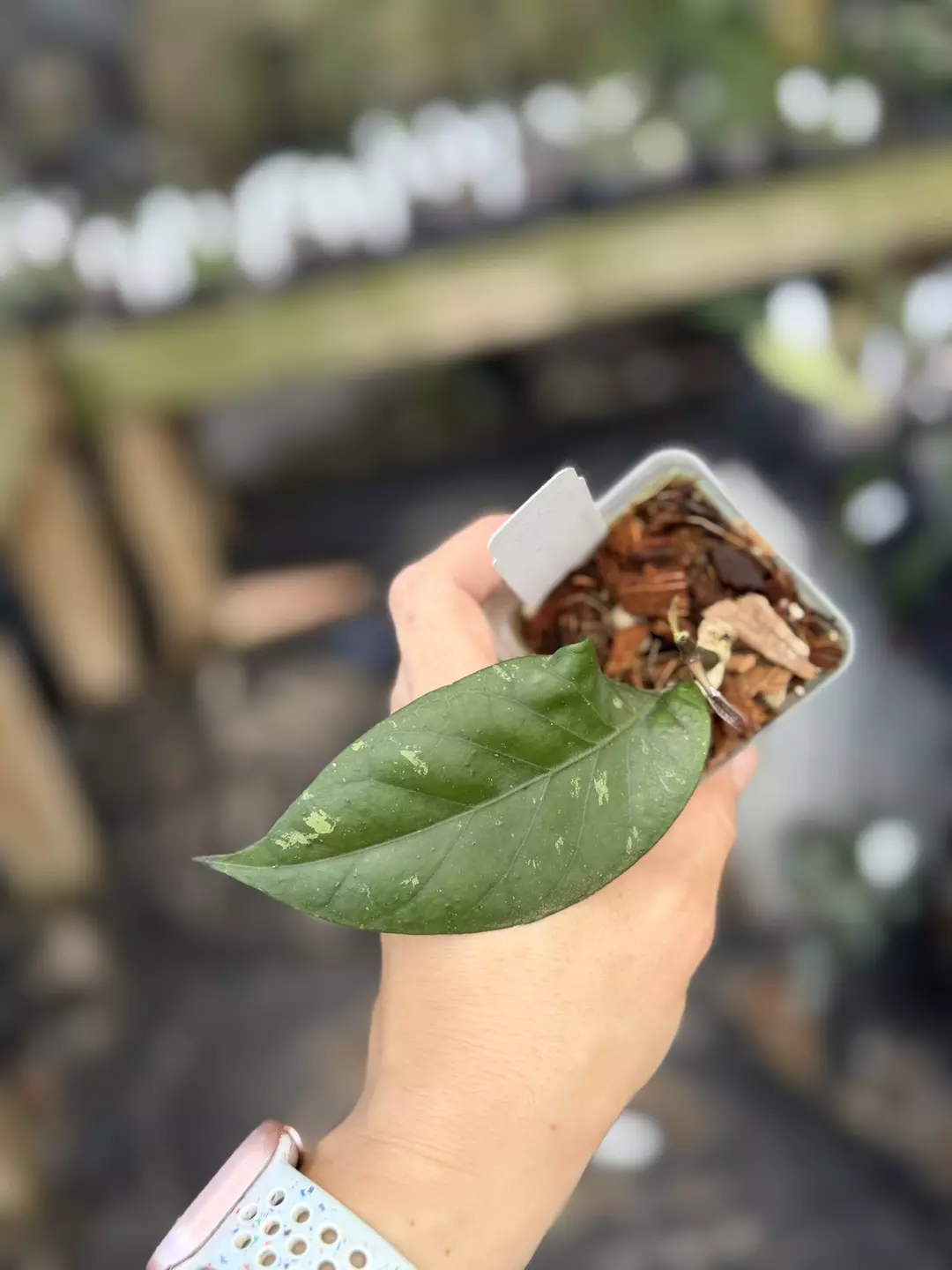 Hoya sp. Gunung Kulam SS011 thumbnail