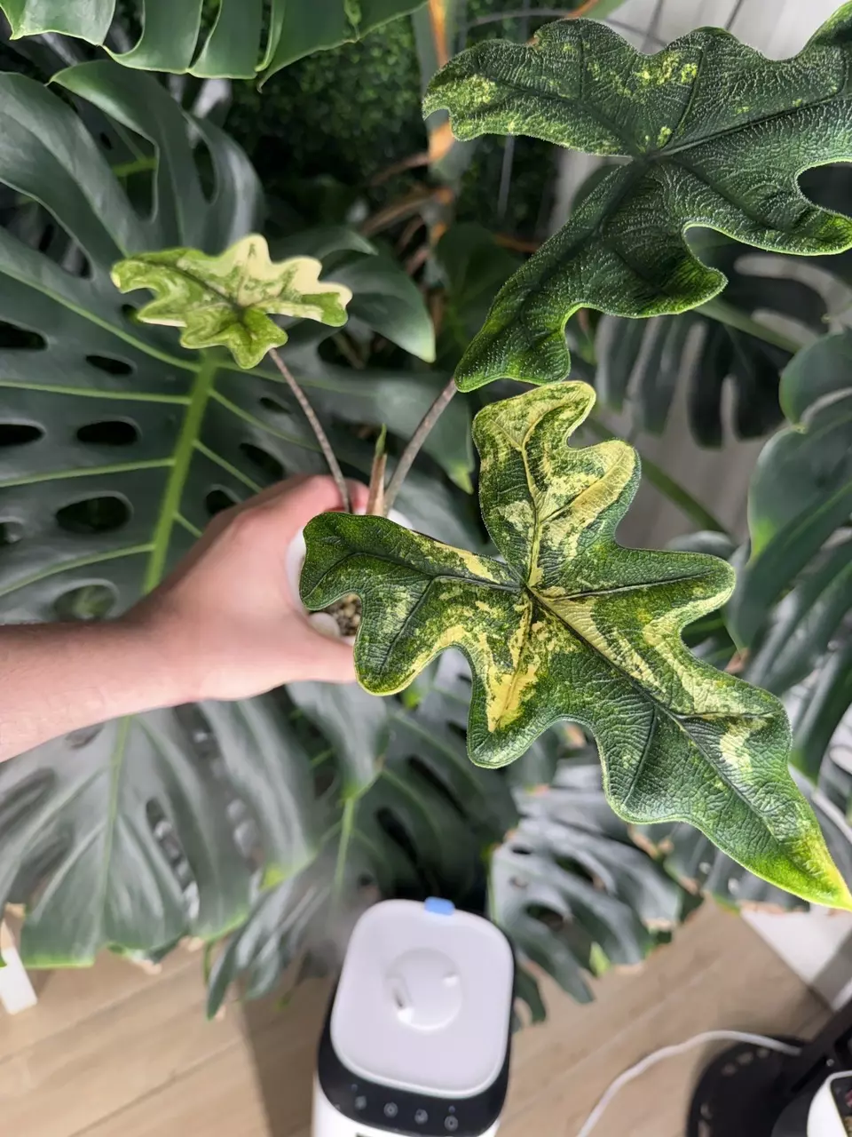 Jacklyn aurea Variegated tc gc thumbnail