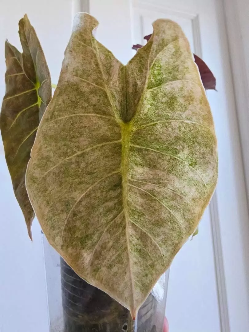 Golden bone pink splash tc gc thumbnail