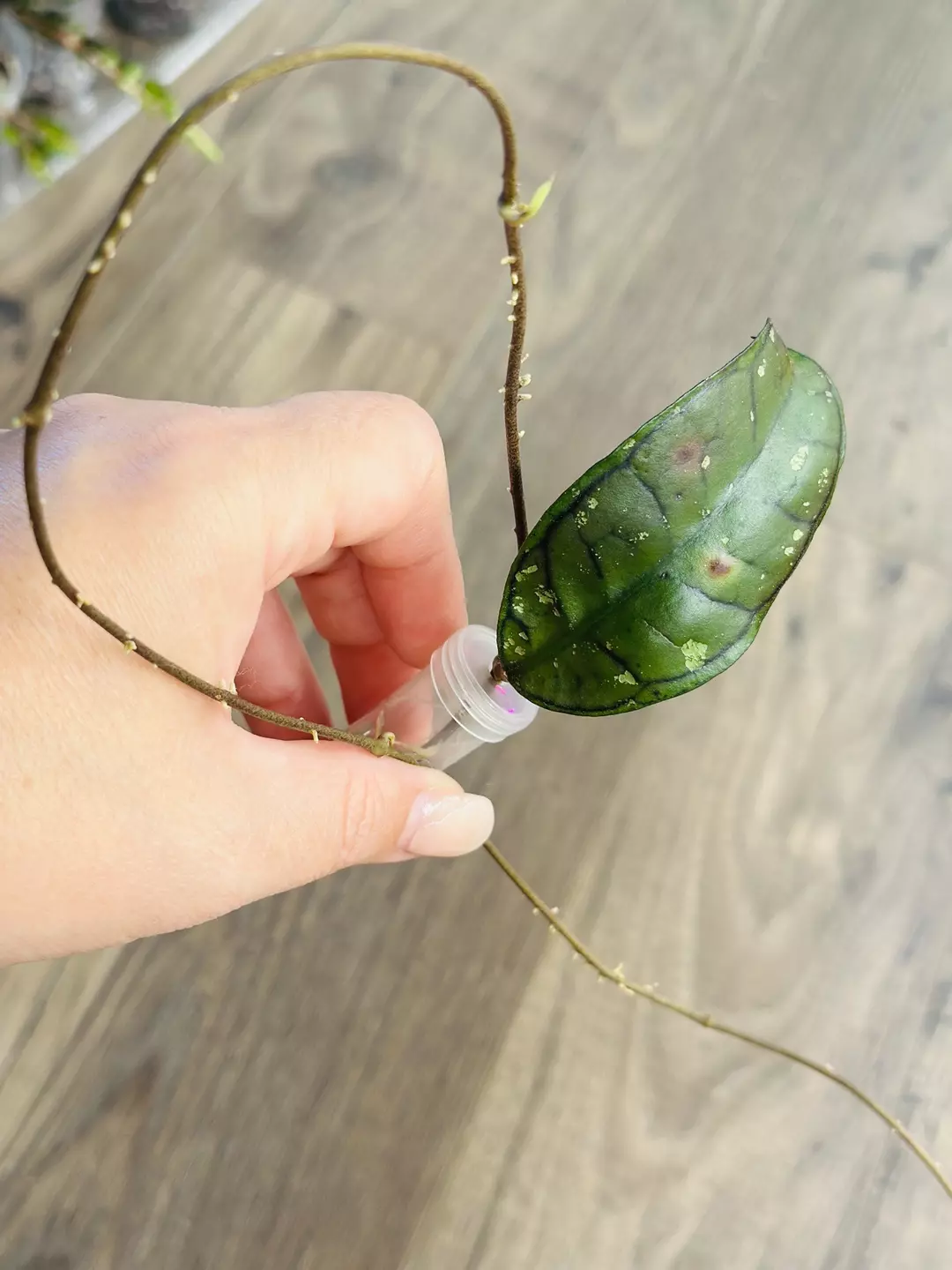 Hoya GGG (Low var) thumbnail