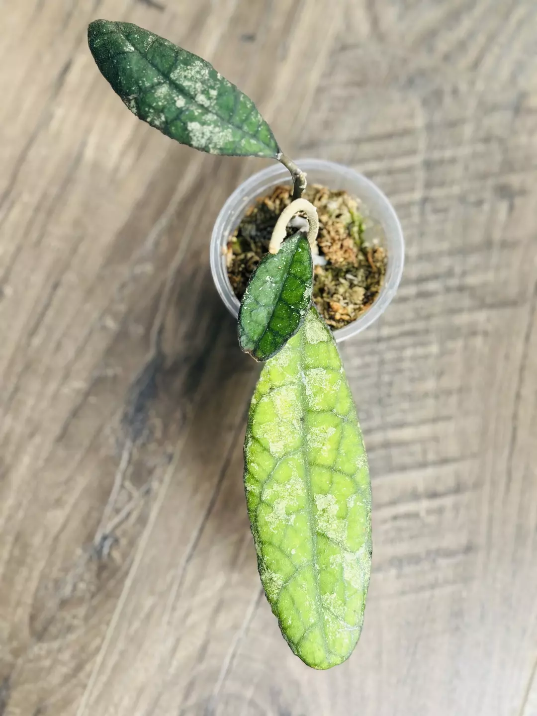 Hoya Clemensorium Black Splash  thumbnail