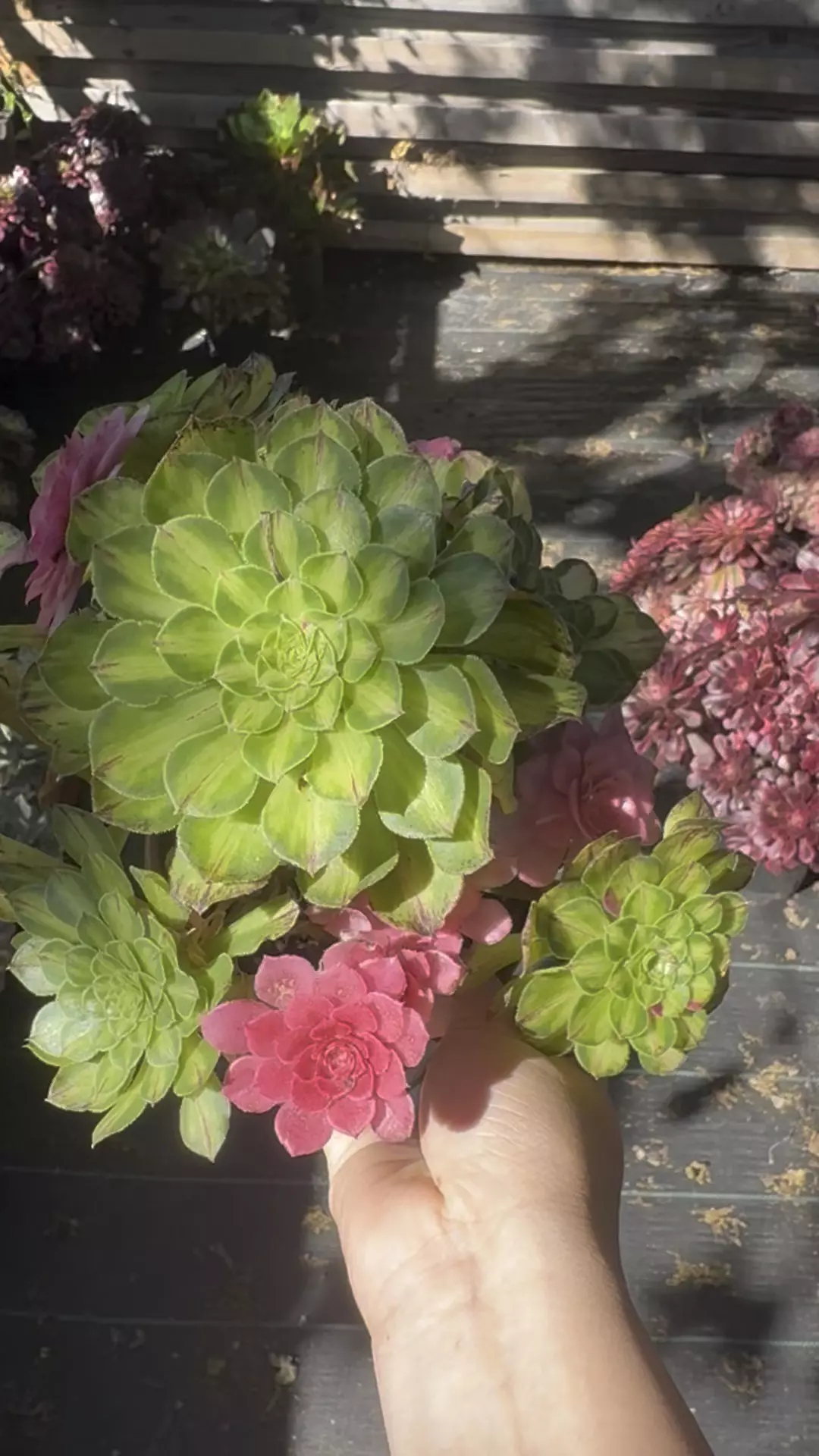 Ultra cluster  thumbnail