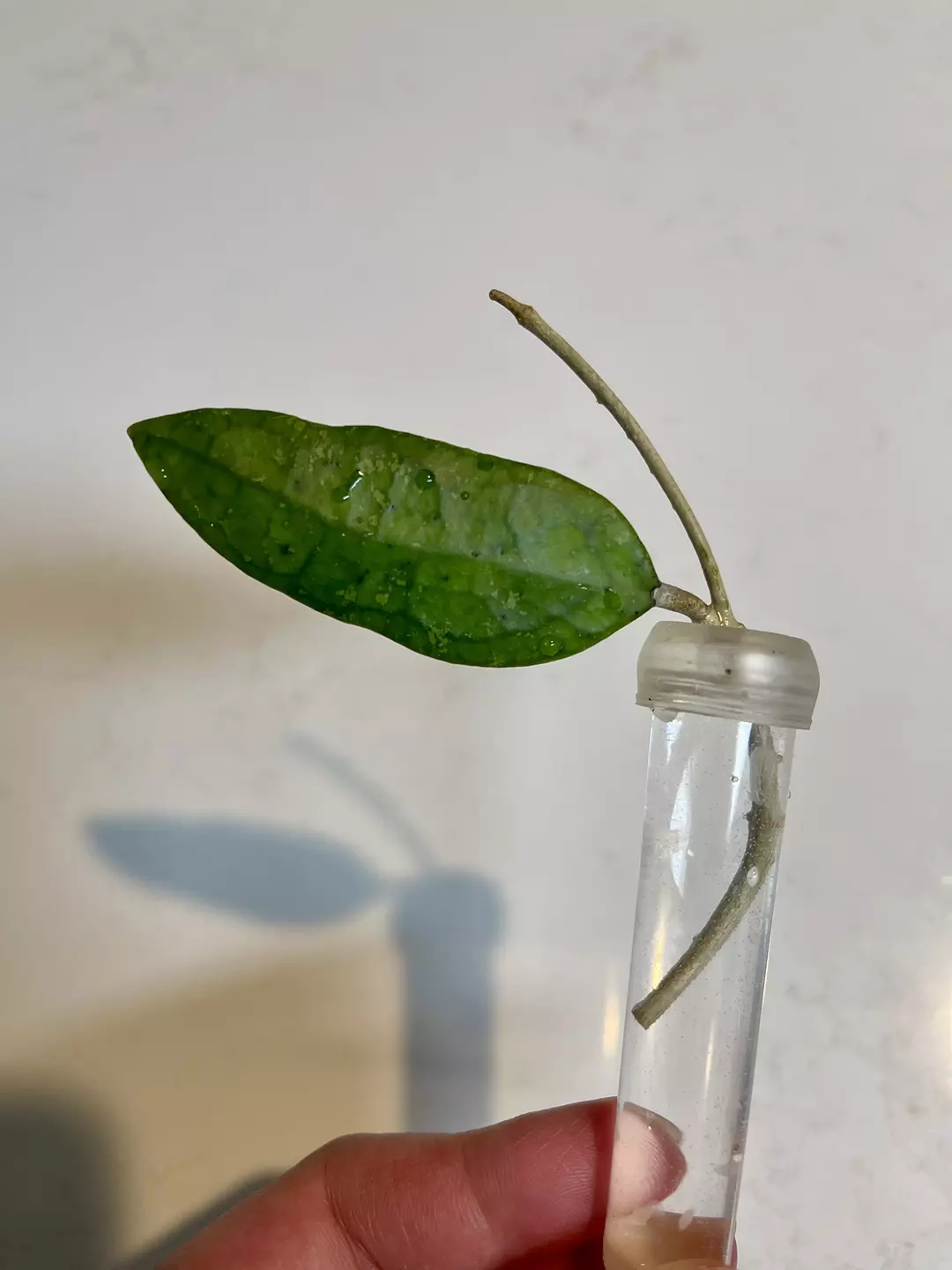 Hoya Peach Bellini OP seed cutting thumbnail