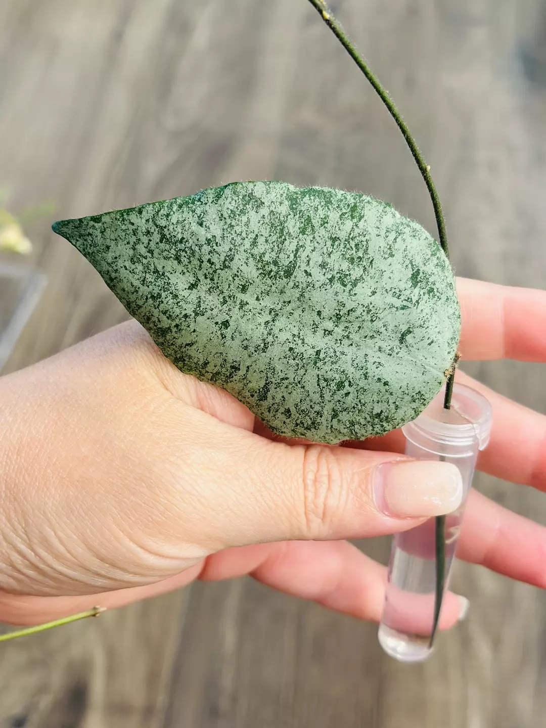 Hoya Caudata Argene  thumbnail