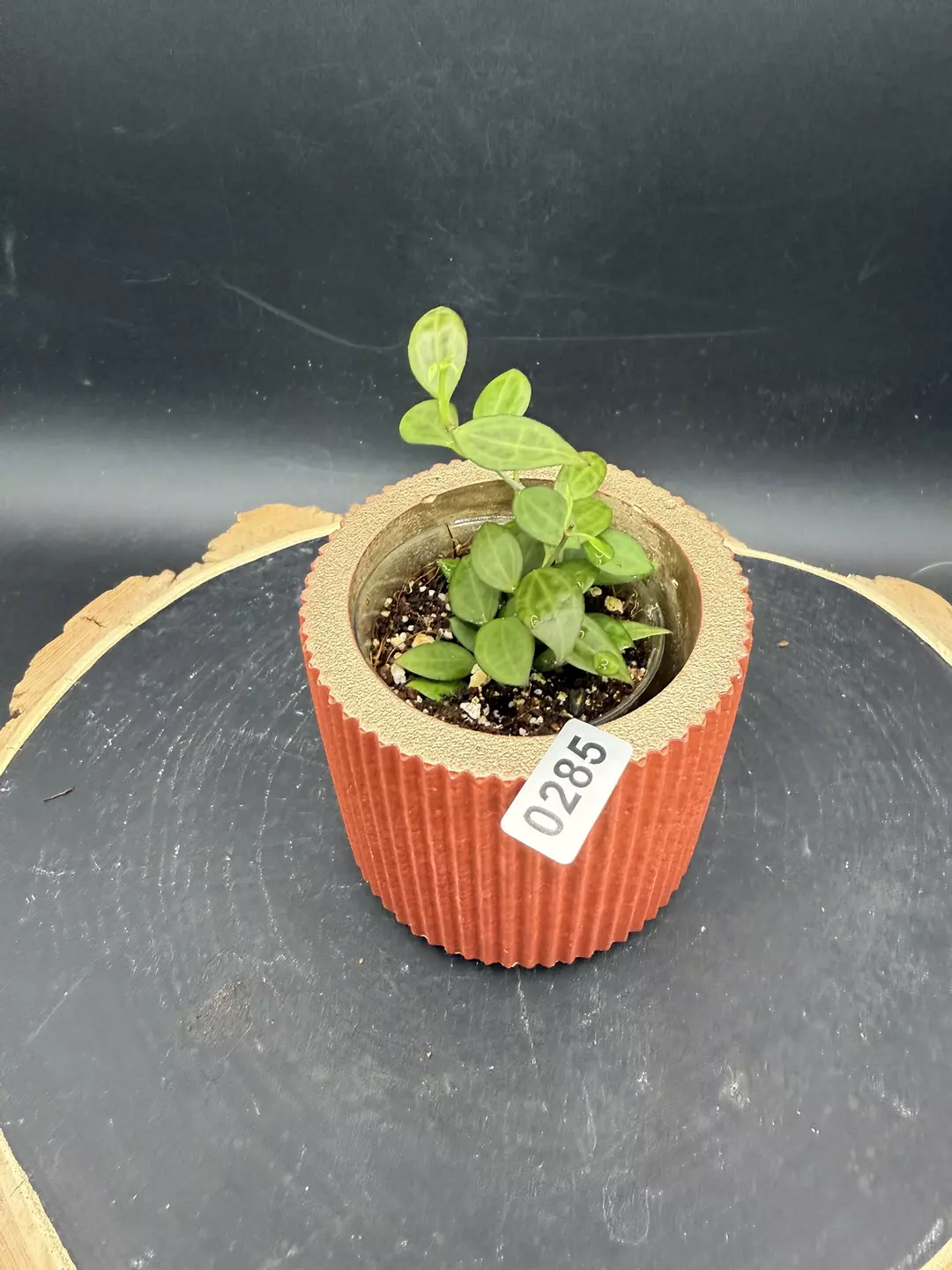 Hoya Microdwarf #285 thumbnail