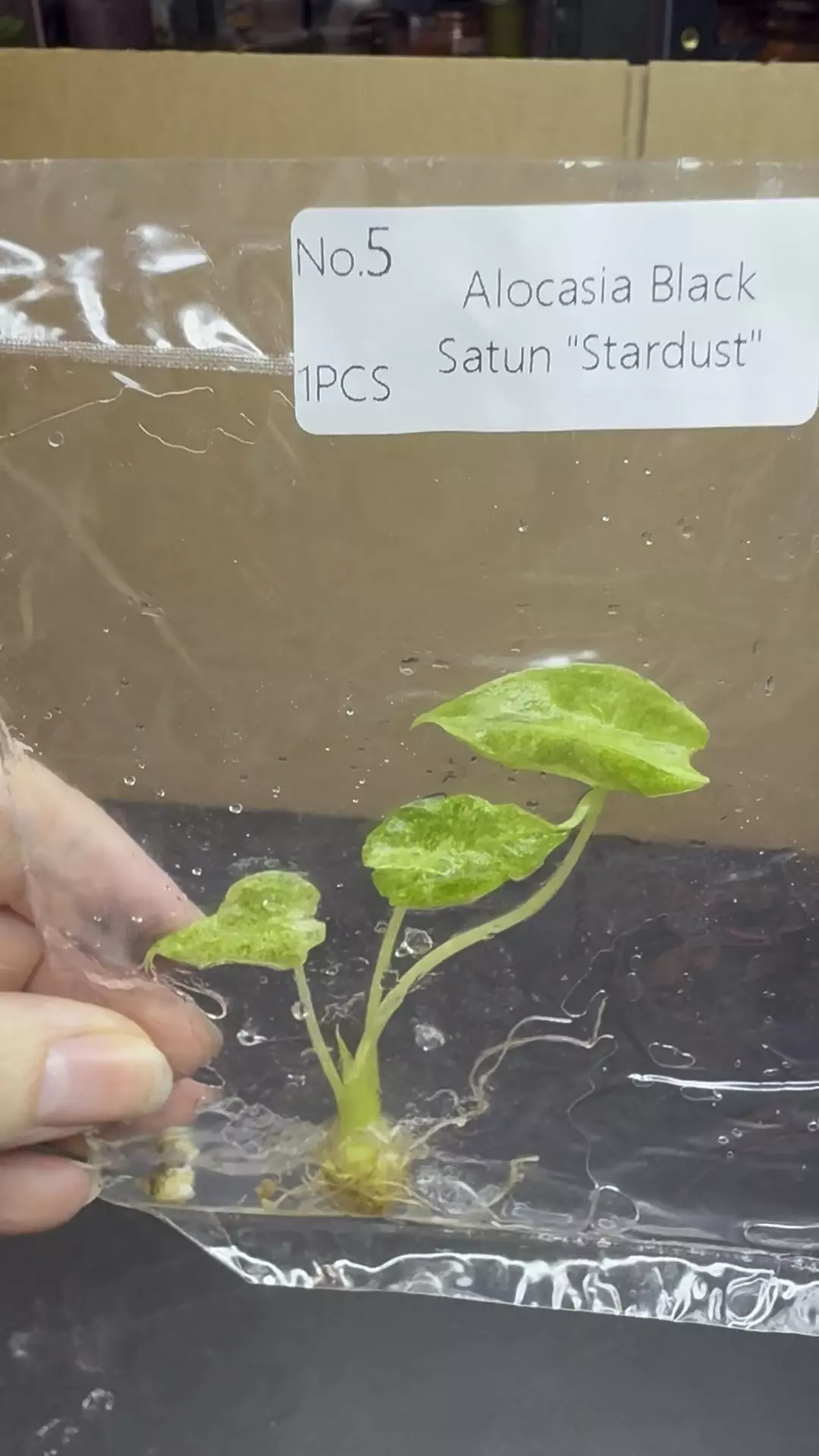 Alocasia Black Satun Stardust TC thumbnail