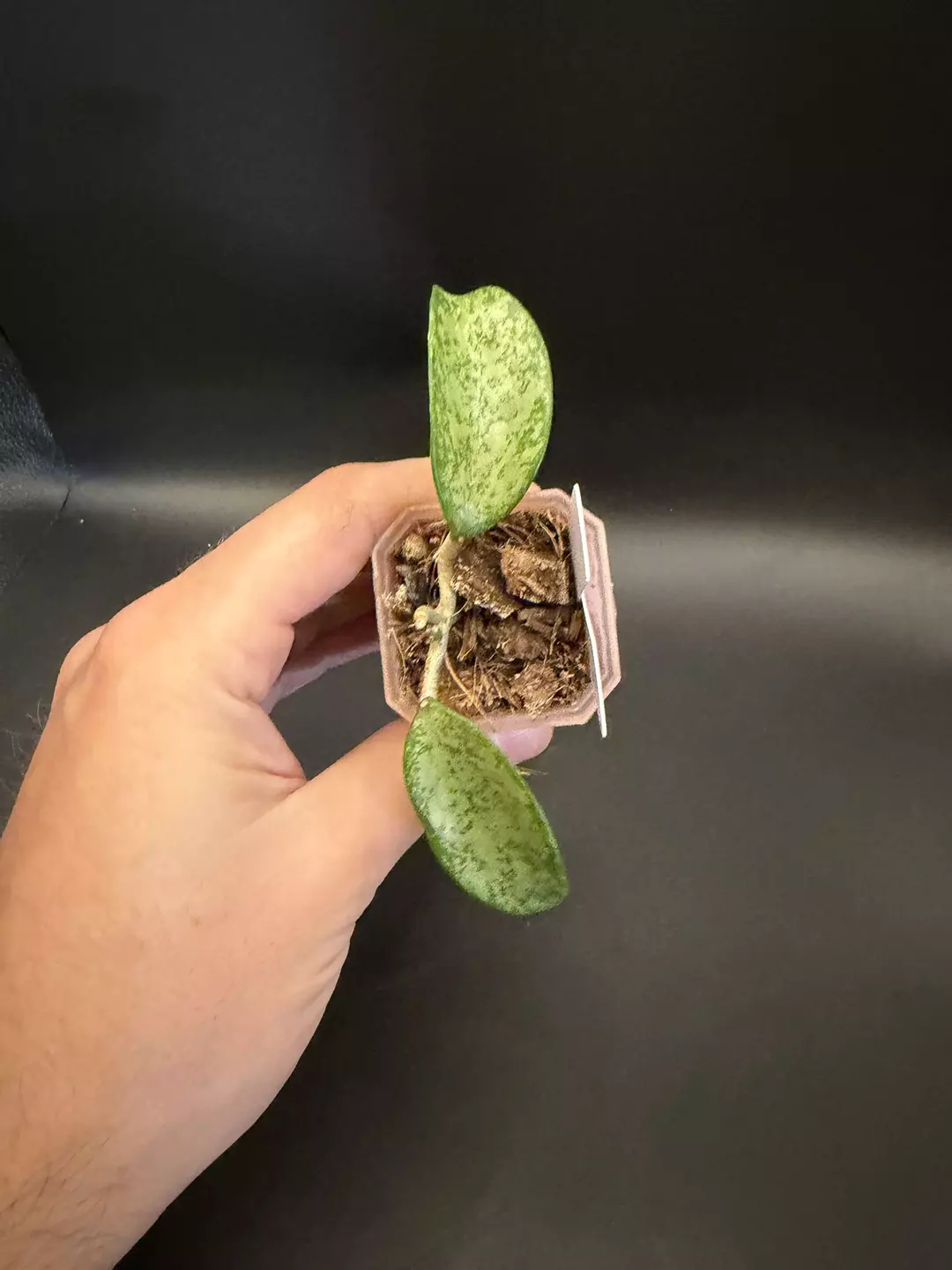 Hoya AH Santa #16 thumbnail