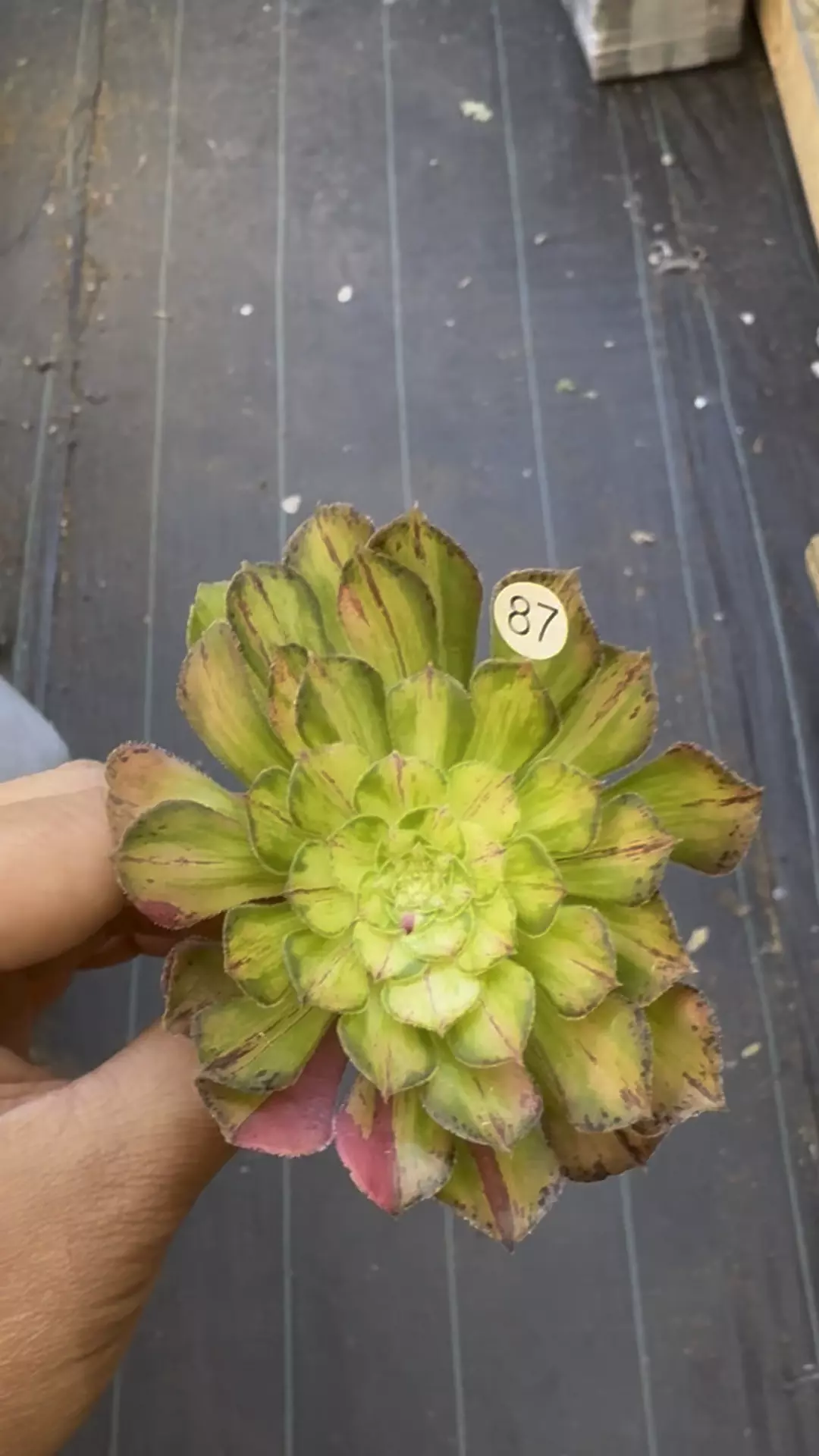 Ultra Cutting 87 thumbnail