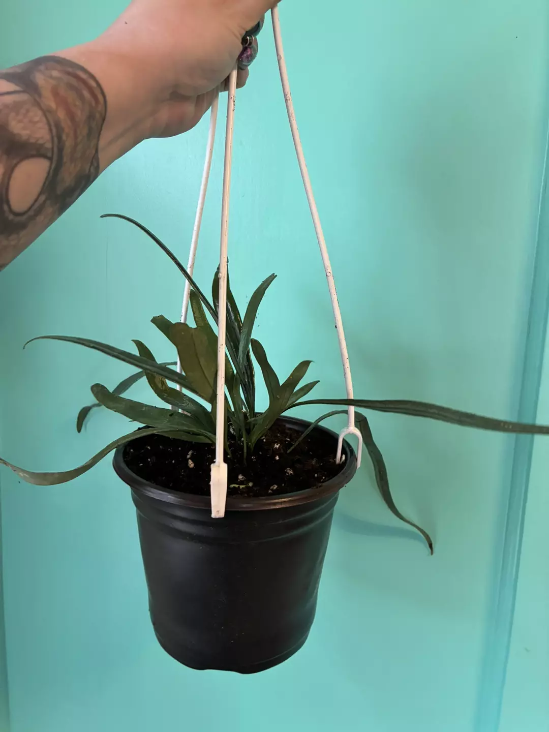 Blue oil fern 5” thumbnail