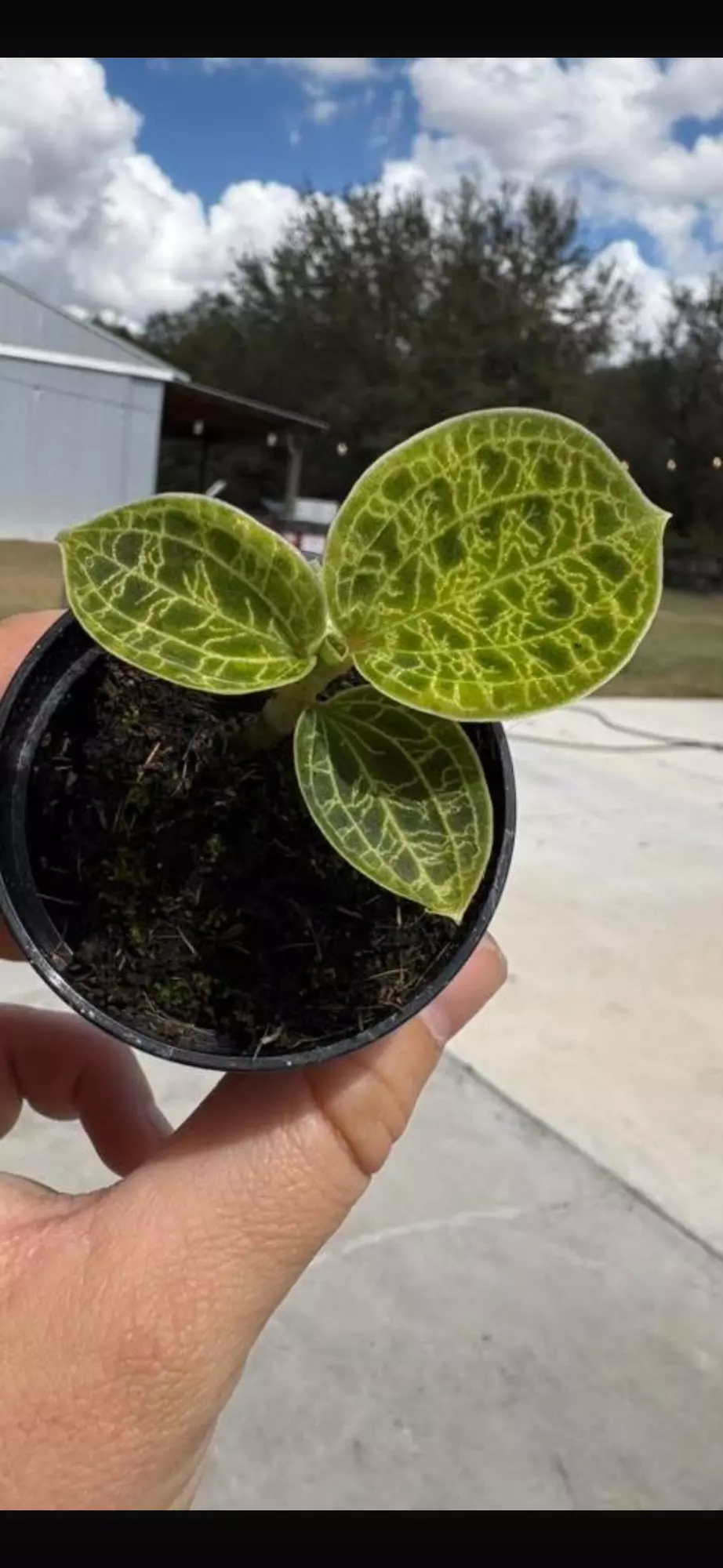 Green lightning jewel orchid tc gc thumbnail