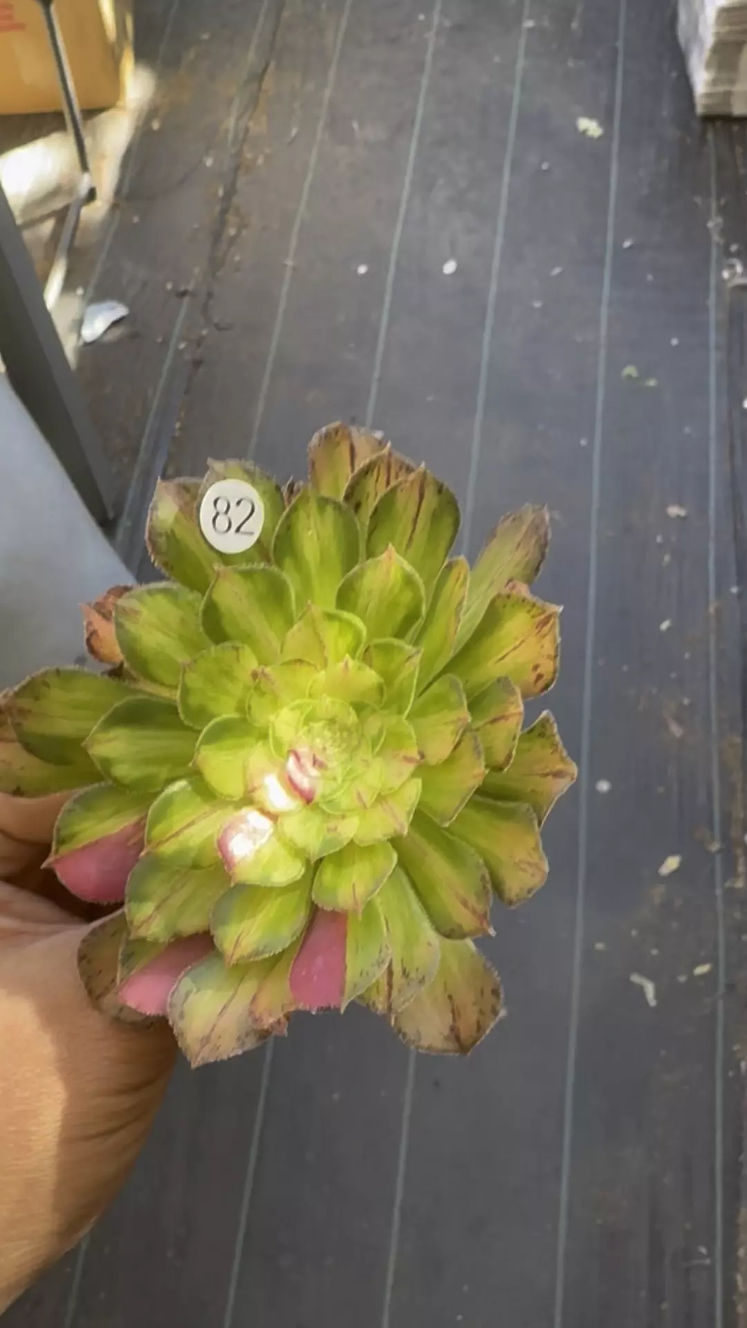 Ultra Cutting 82 thumbnail