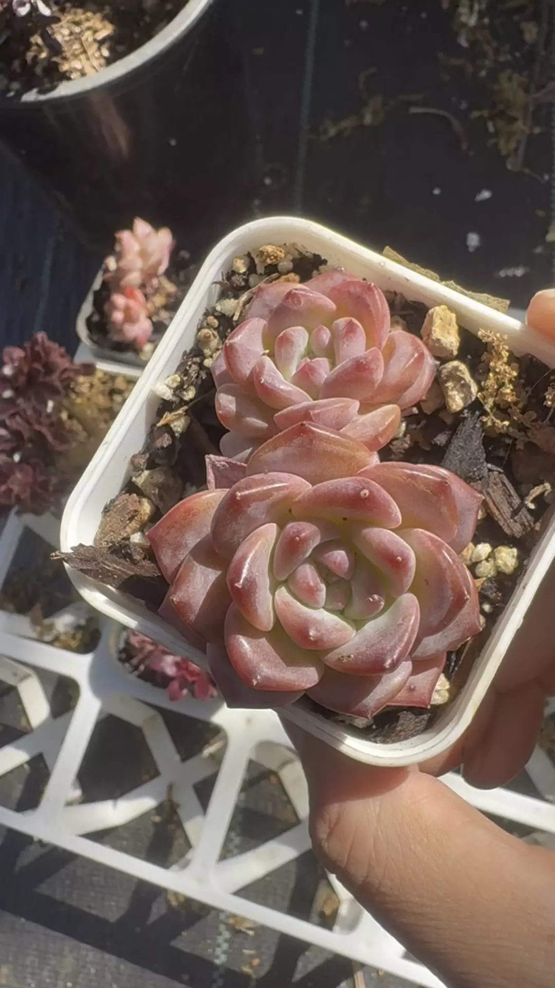 Echeveria Pink Barbie  thumbnail