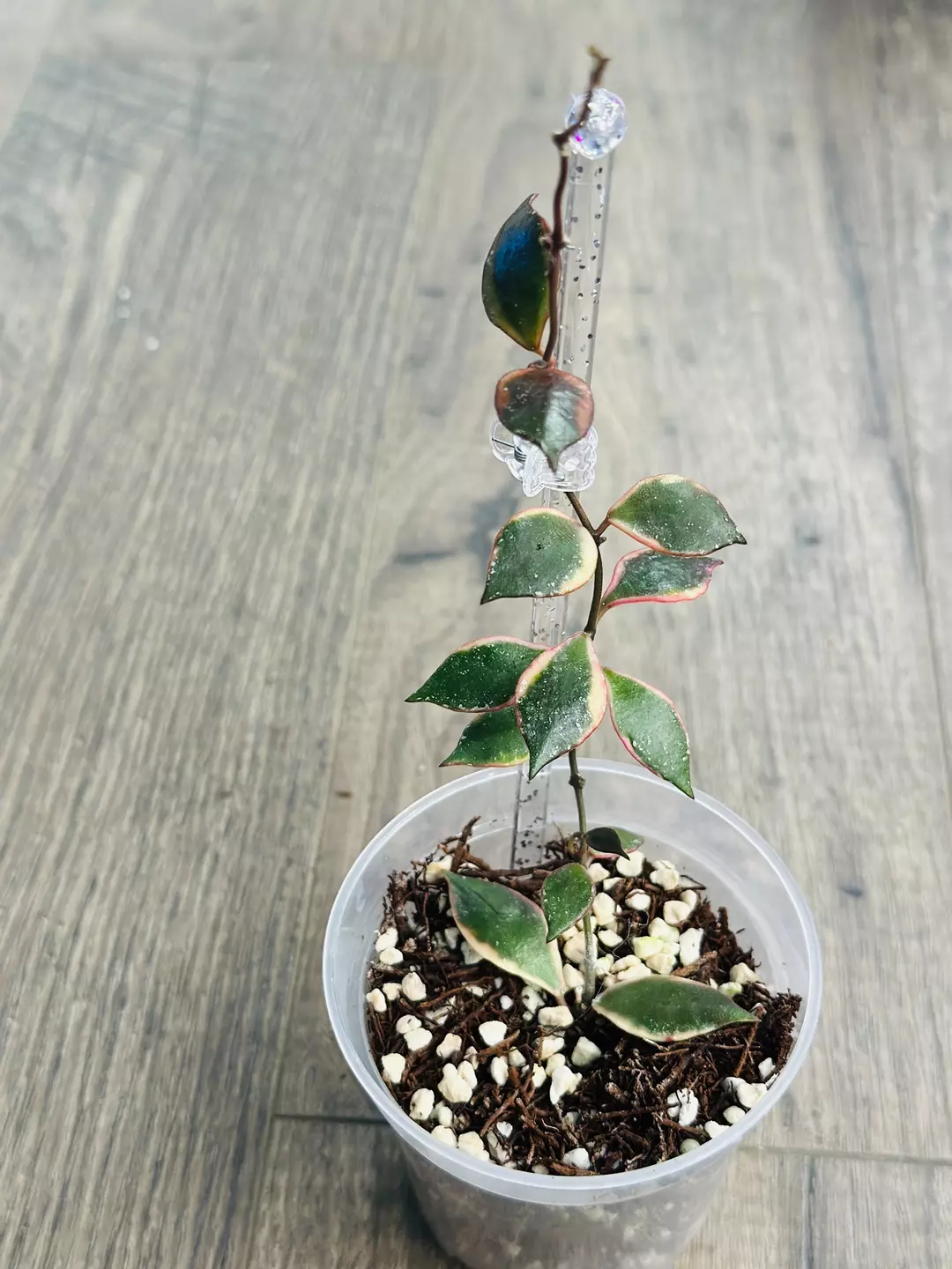 Hoya Bakoensis Variegated  thumbnail