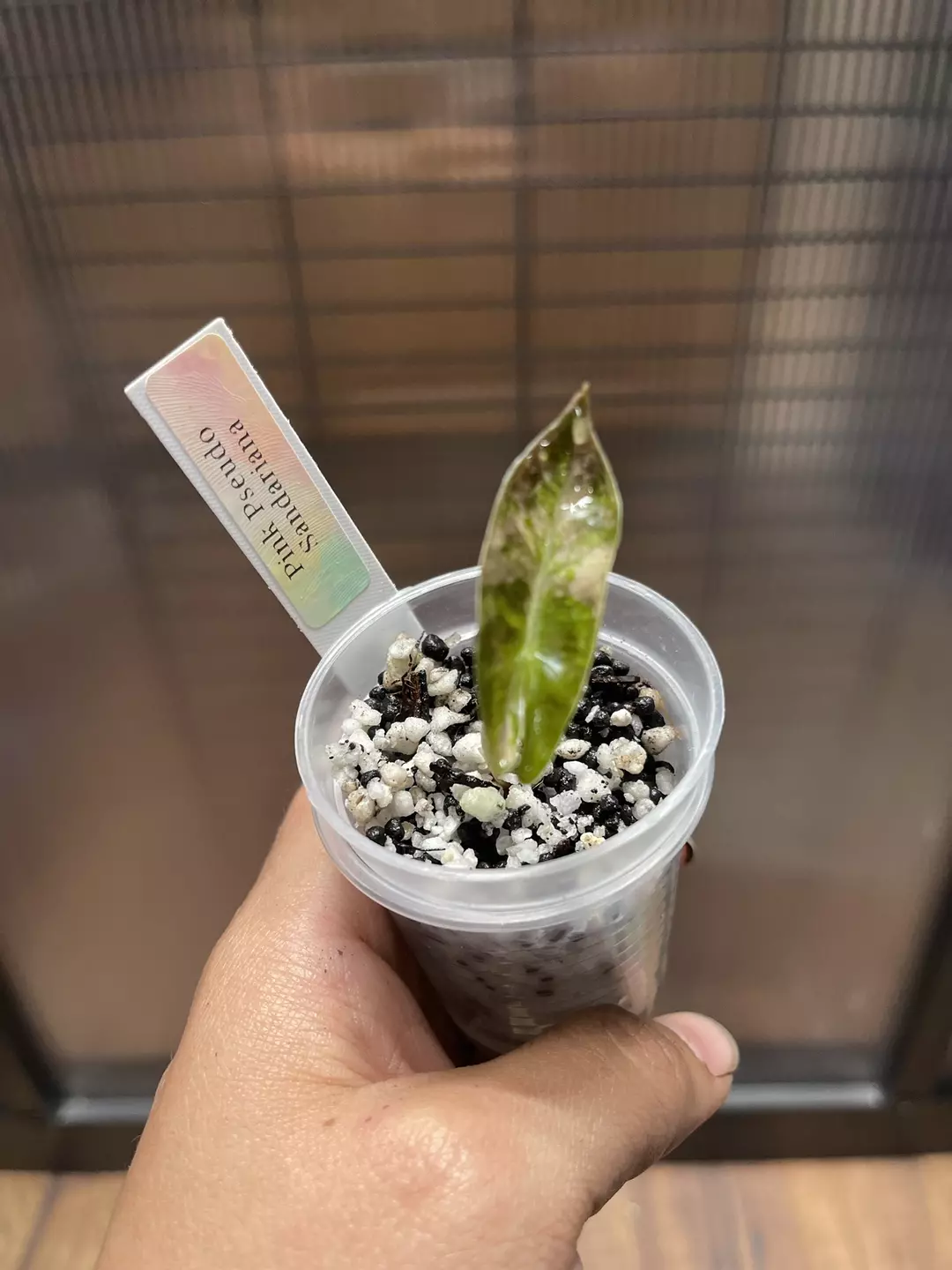Alocasia Pink Pseudo Sandariana sprouted corm thumbnail