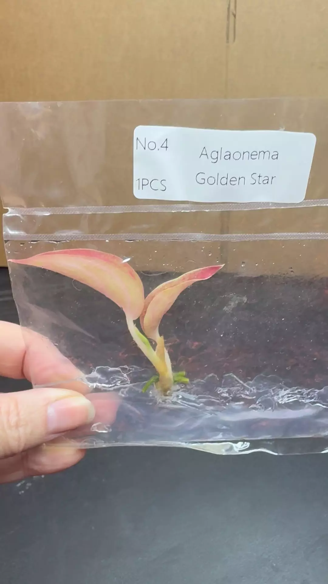 Aglaonema Golden Star TC thumbnail