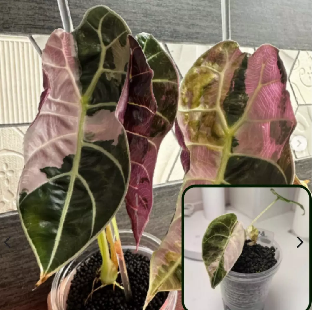 Pink doff watsoniana tc gc thumbnail