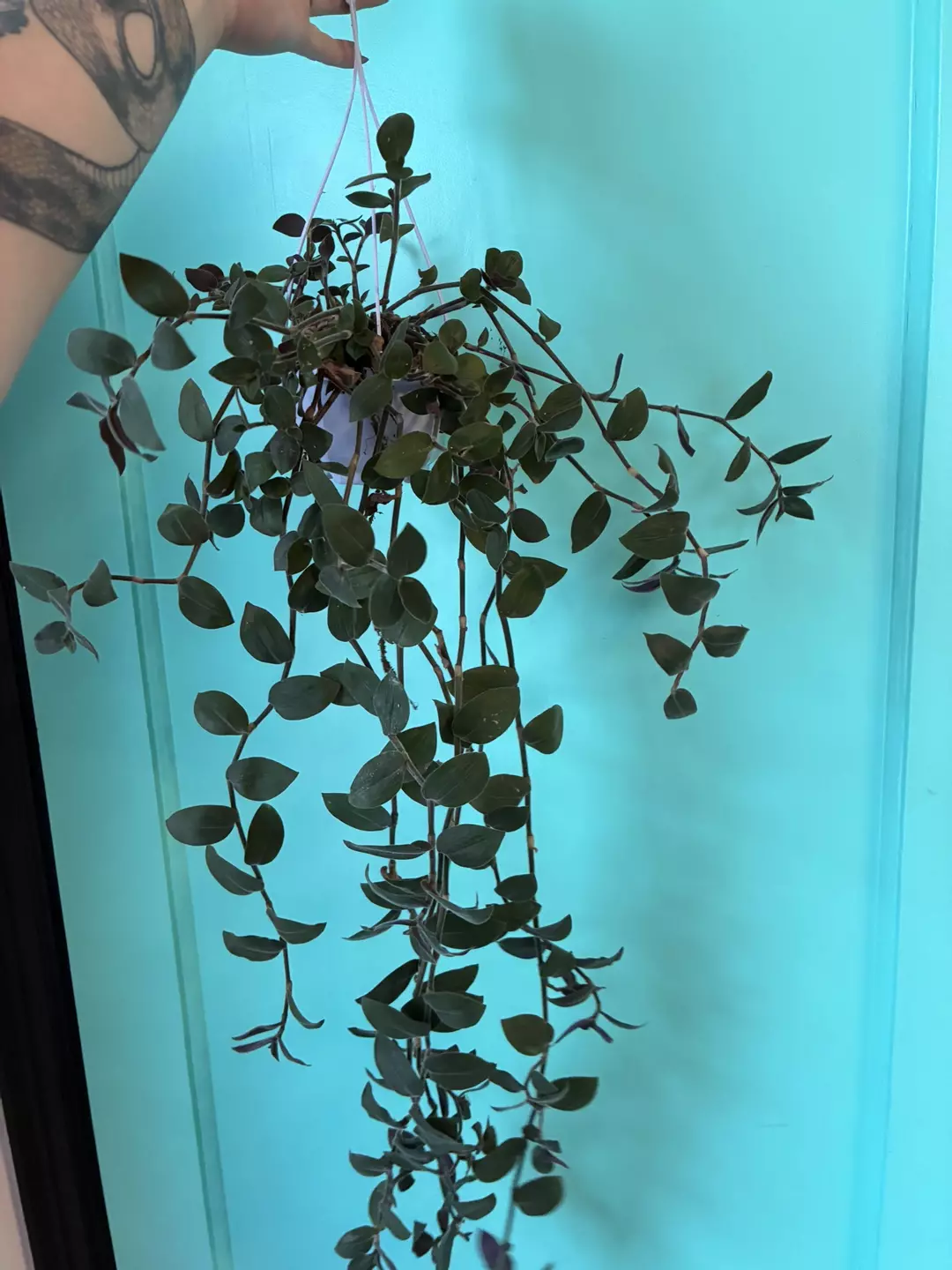 Baby bunny bellies HB thumbnail