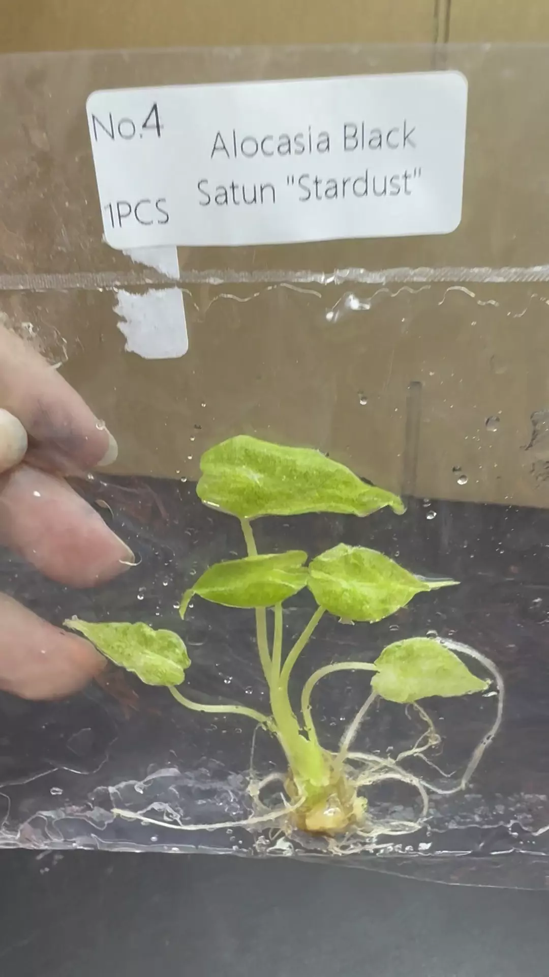 Alocasoa Black Satun Startdist thumbnail