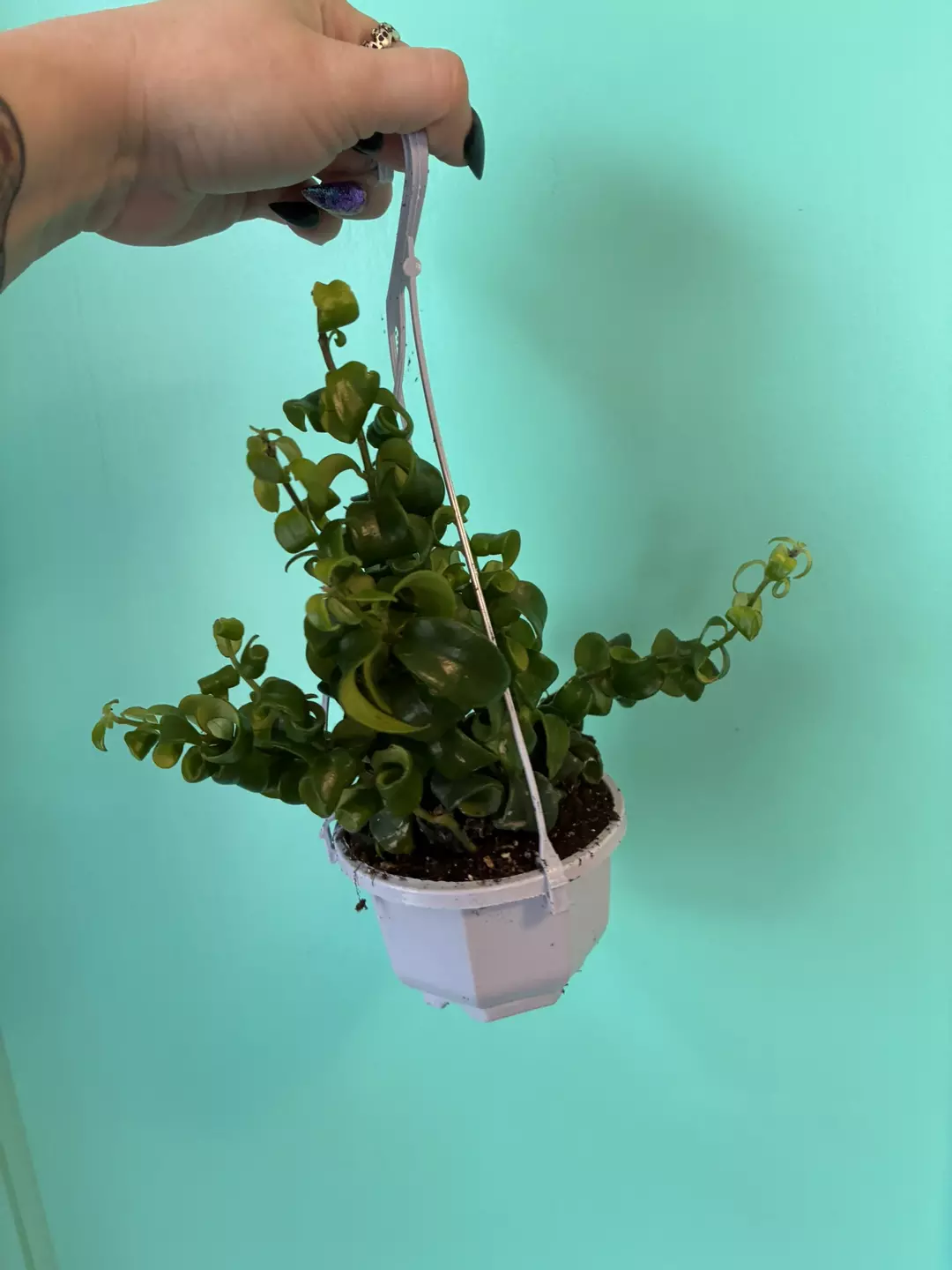 Curly lipstick HB thumbnail