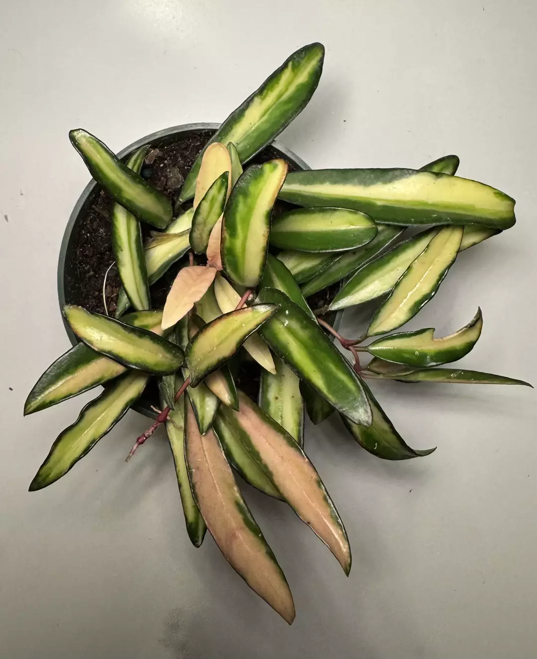 Hoya wayetti Variegated-Grower’s Choice thumbnail