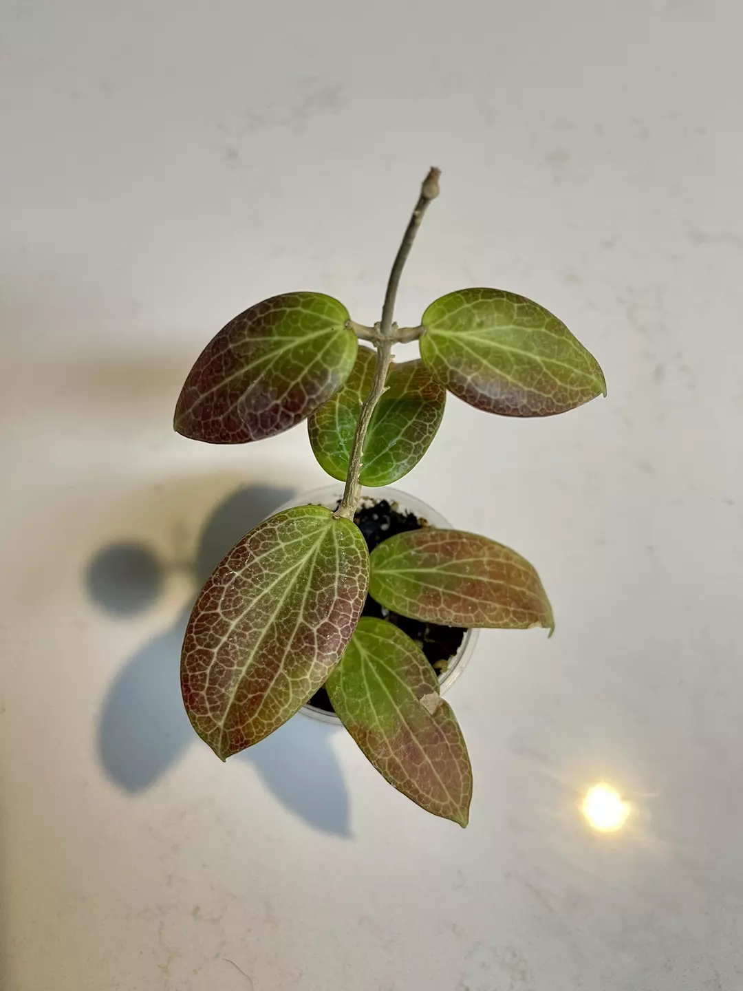 Hoya Teacup Anemone aka fitchii thumbnail