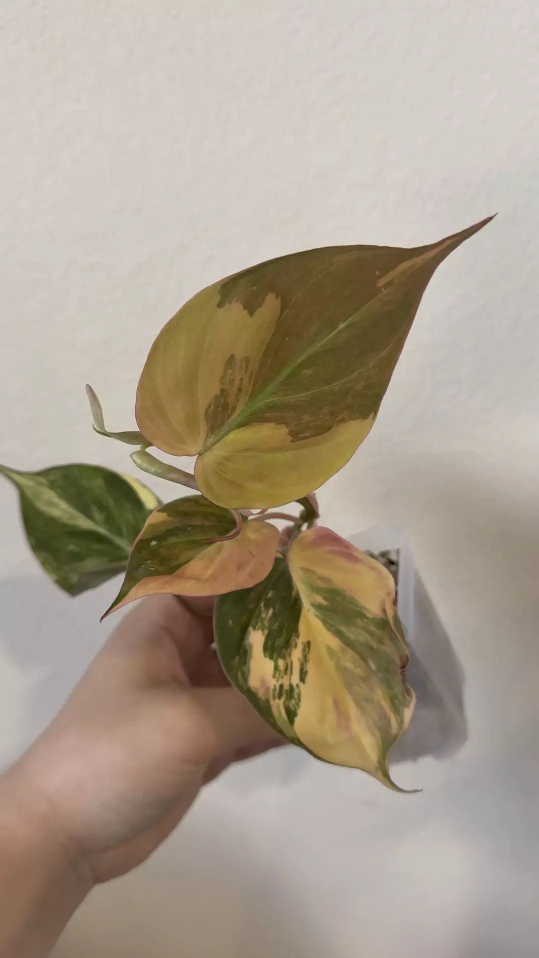 Philodendron Mican variegated no 4 thumbnail
