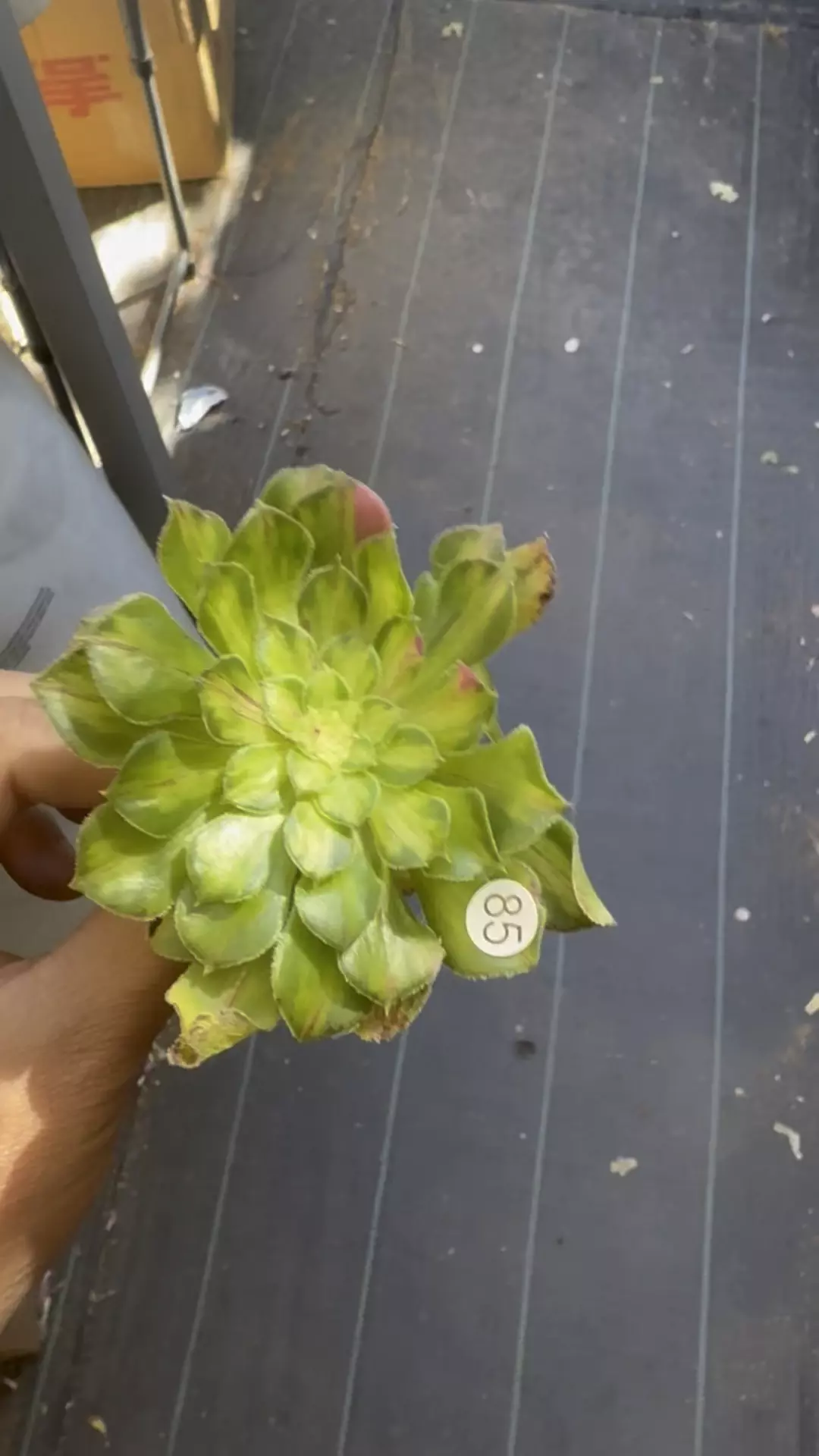 Ultra Cutting 85 thumbnail