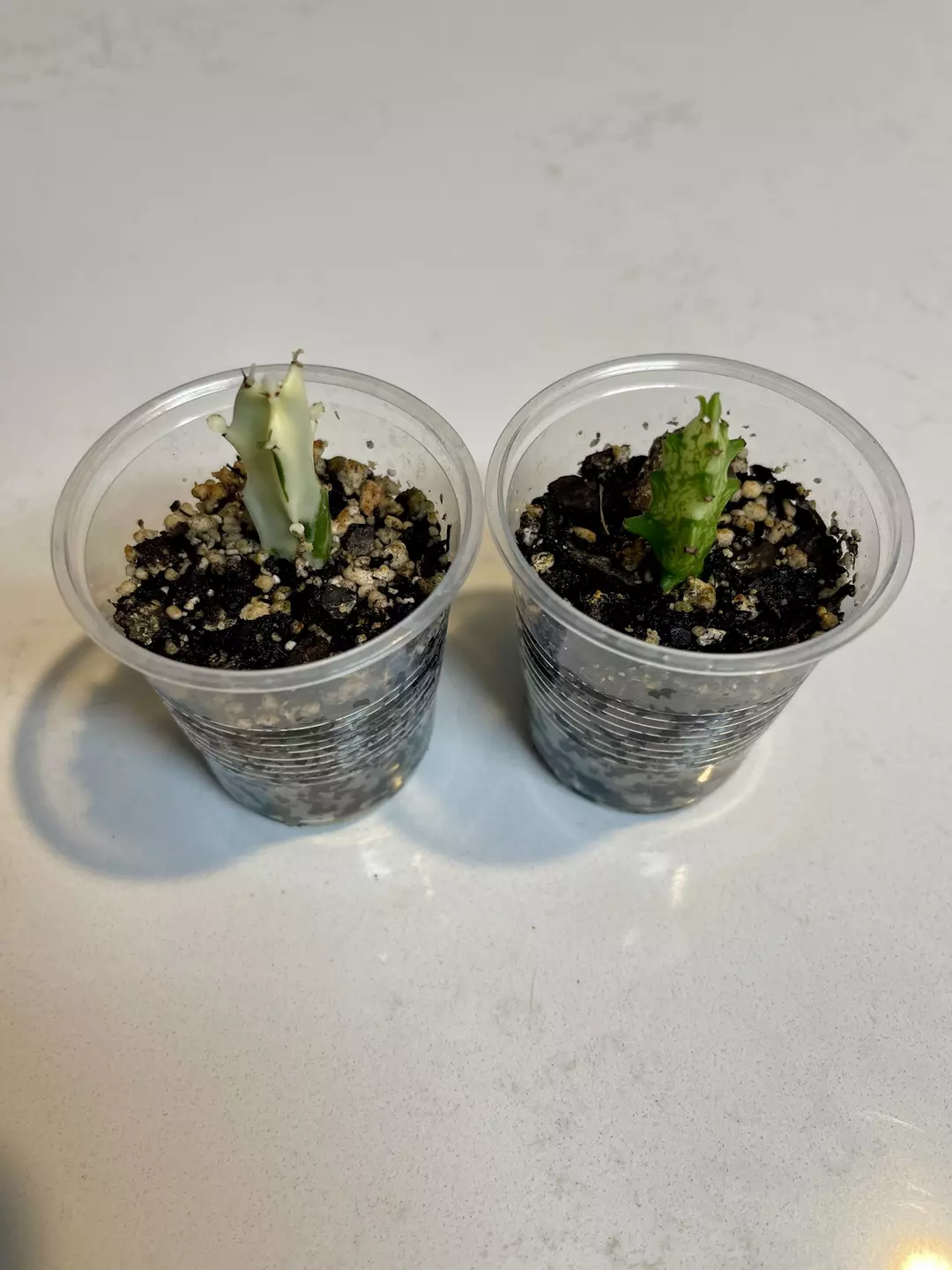 Euphorbia starter bundle thumbnail