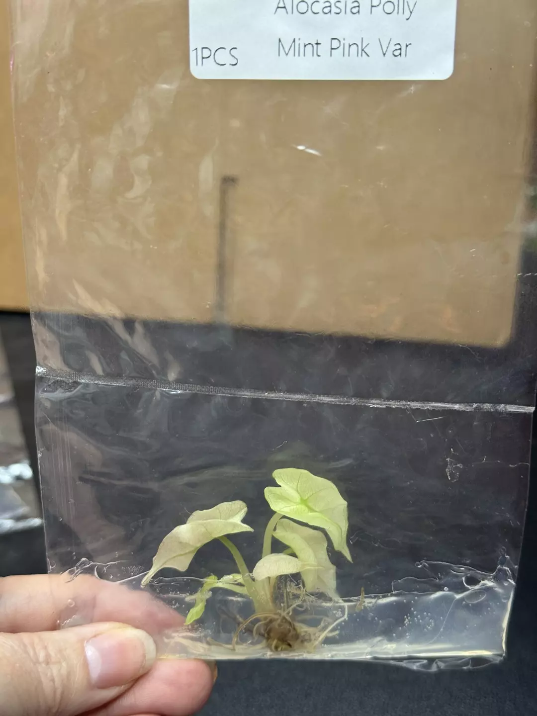 Alocasia Pink Polly Mint TC thumbnail