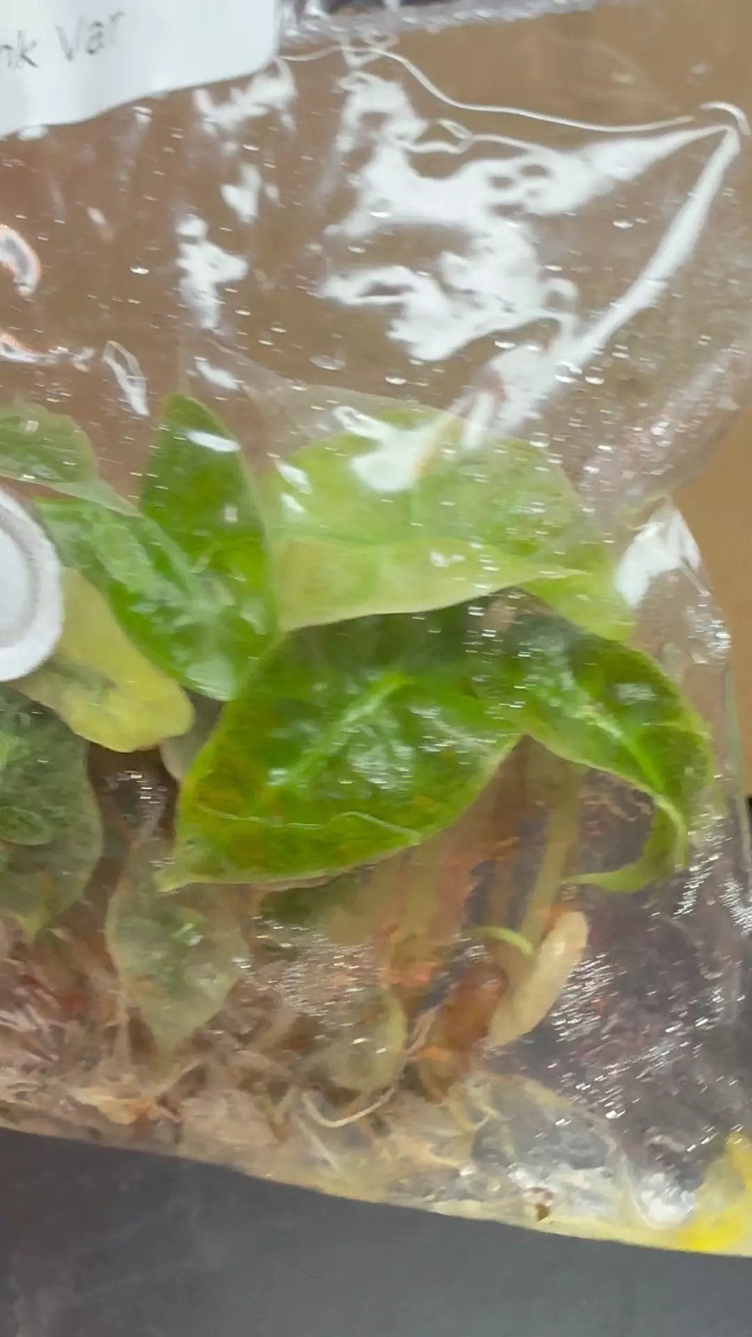 Alocasia Pink Polly variegated 10 pavk TC thumbnail