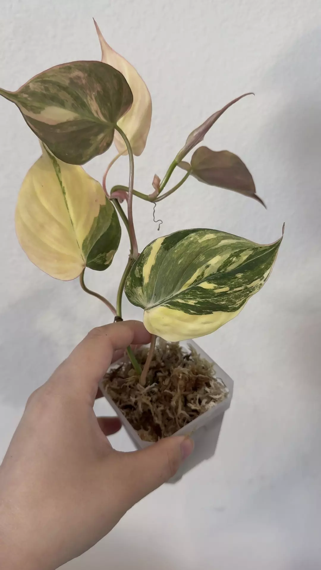 Philodendron Mican variegated no 3 thumbnail