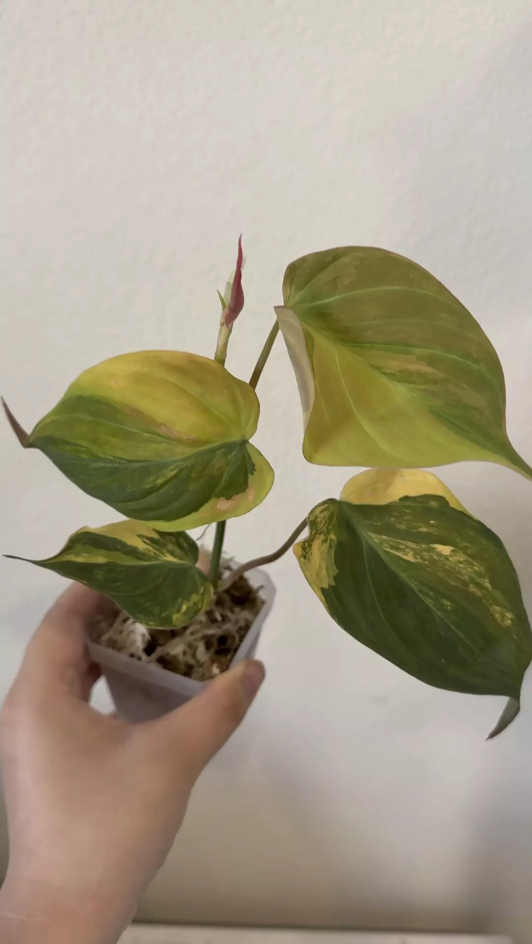 Philodendron Mican variegated no 5 thumbnail