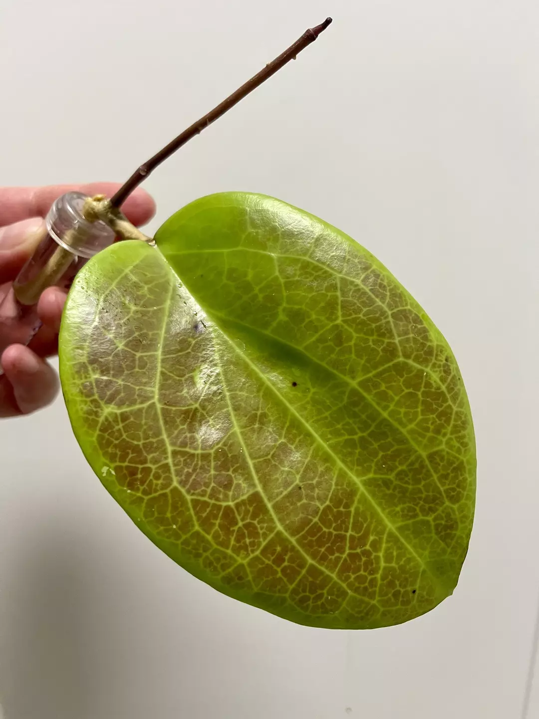 Hoya Surigaoensis thumbnail