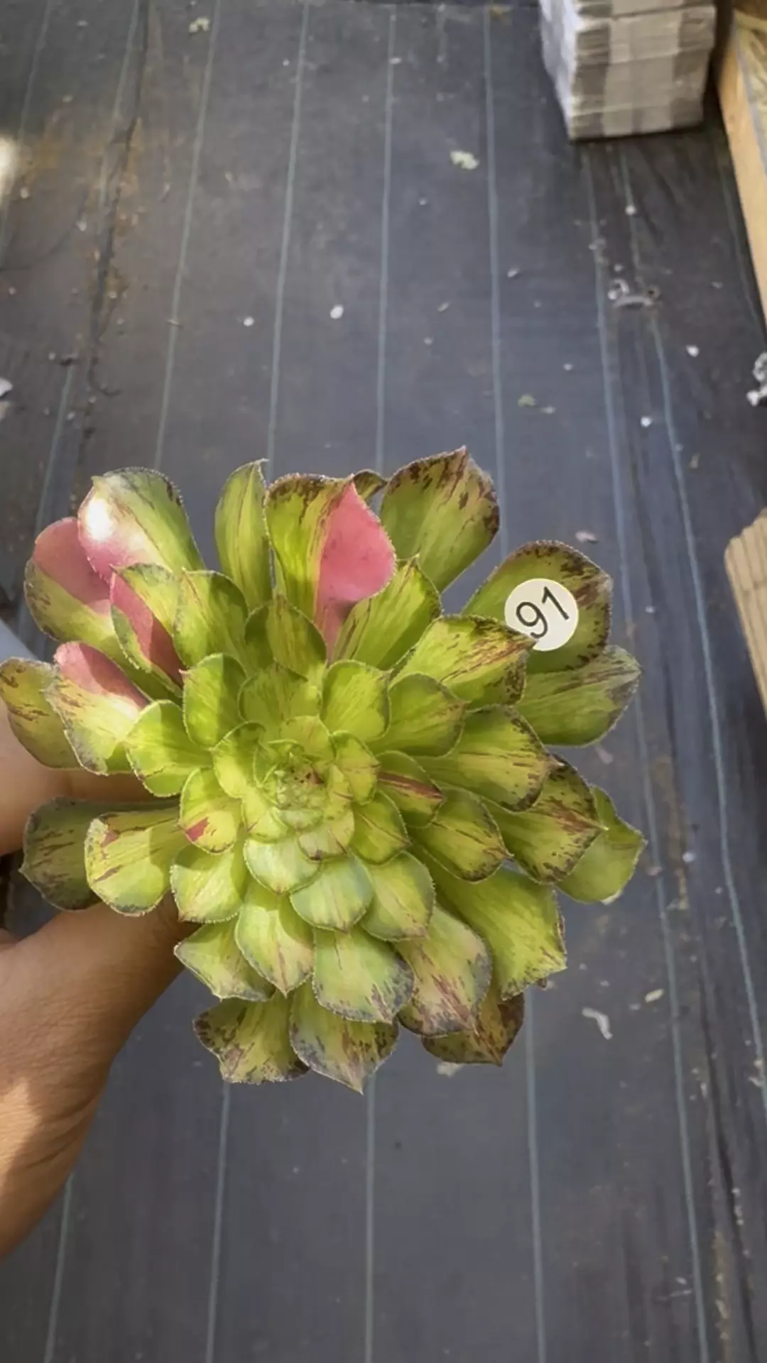 Ultra Cutting 91 thumbnail